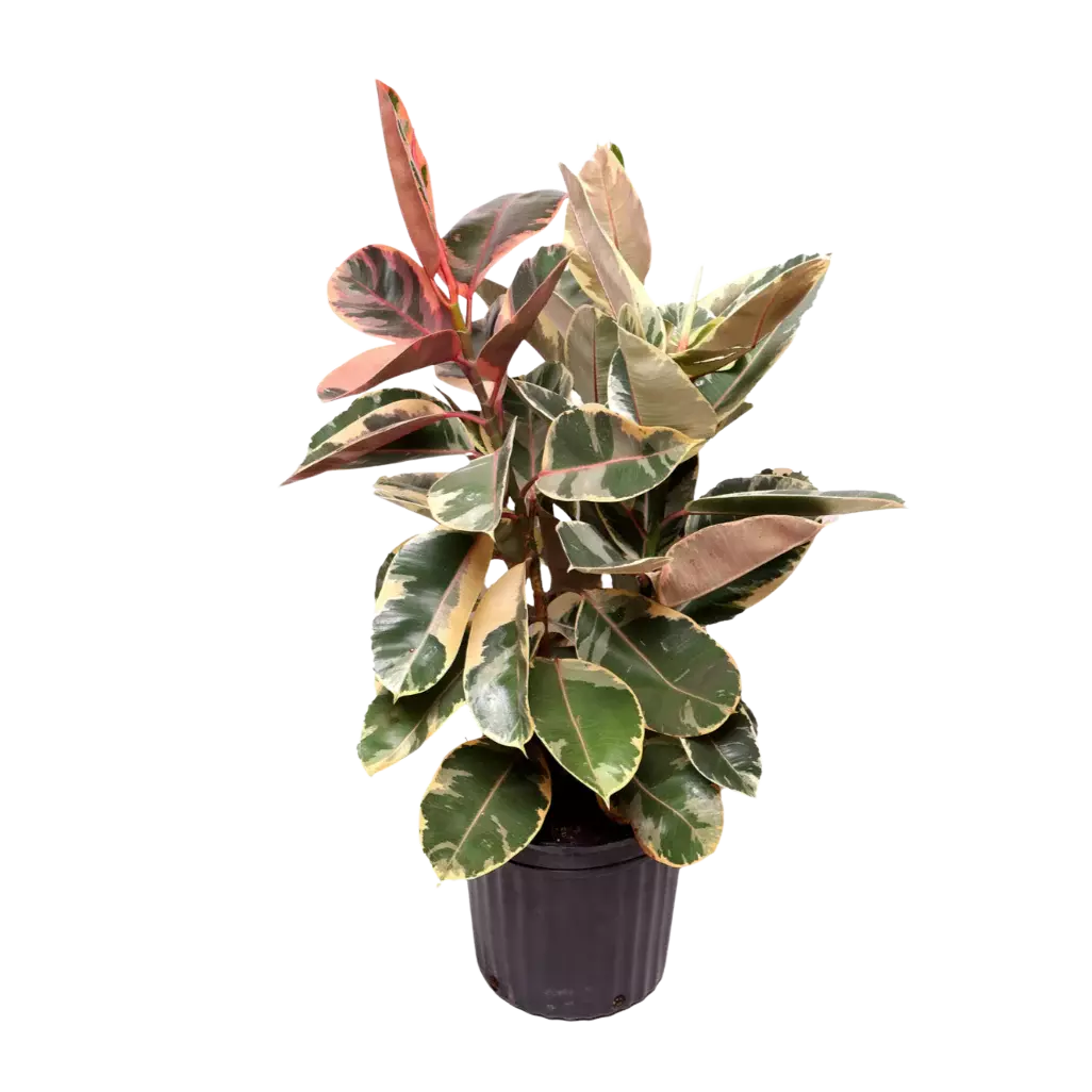 Tropical Trees & Shrubs (Image)