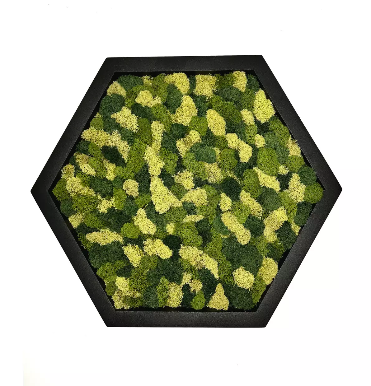 Moss Walls (Image)