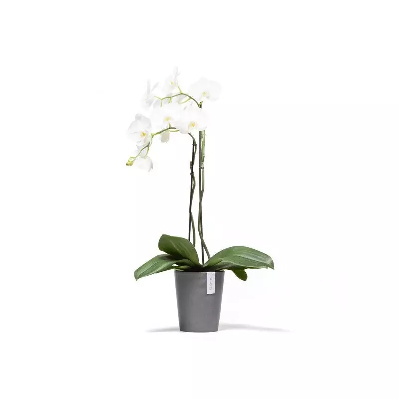 Ecopots Morinda Orchid (Image)