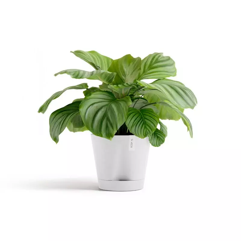 Ecopots Venice 2 (Image)