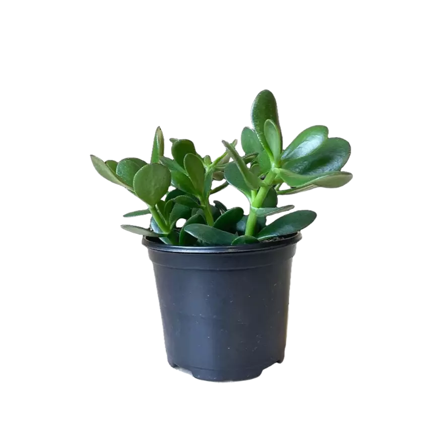 Cacti & Succulents (Image)