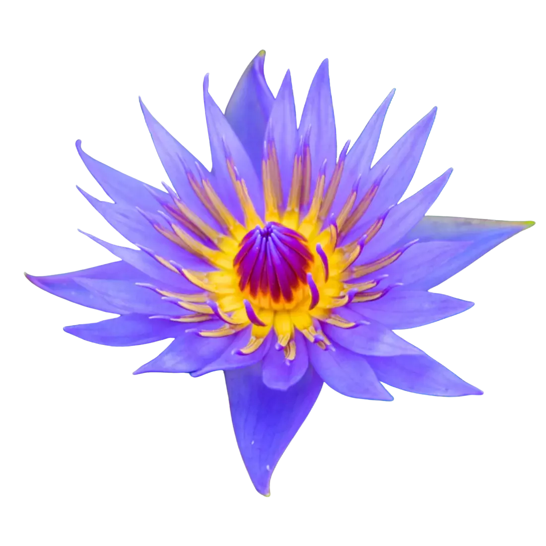 Tropical Water Lilies (Image)