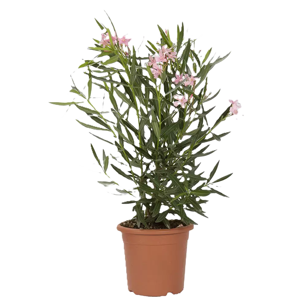 Flowering Tropical Trees & Shrubs (Image)
