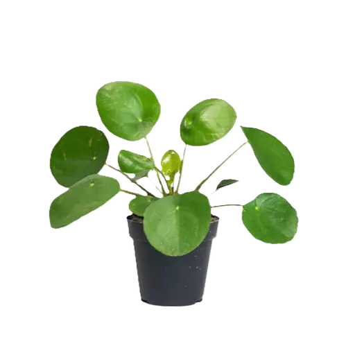 Tropical Foliage (Image)