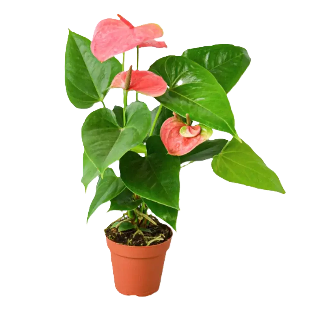 Flowering Tropical Foliage (Image)