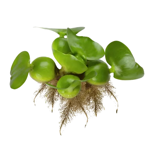 Tropical Floating Plants (Image)