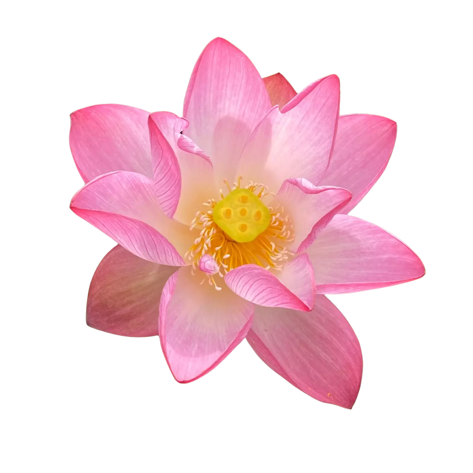 Lotus (Image)