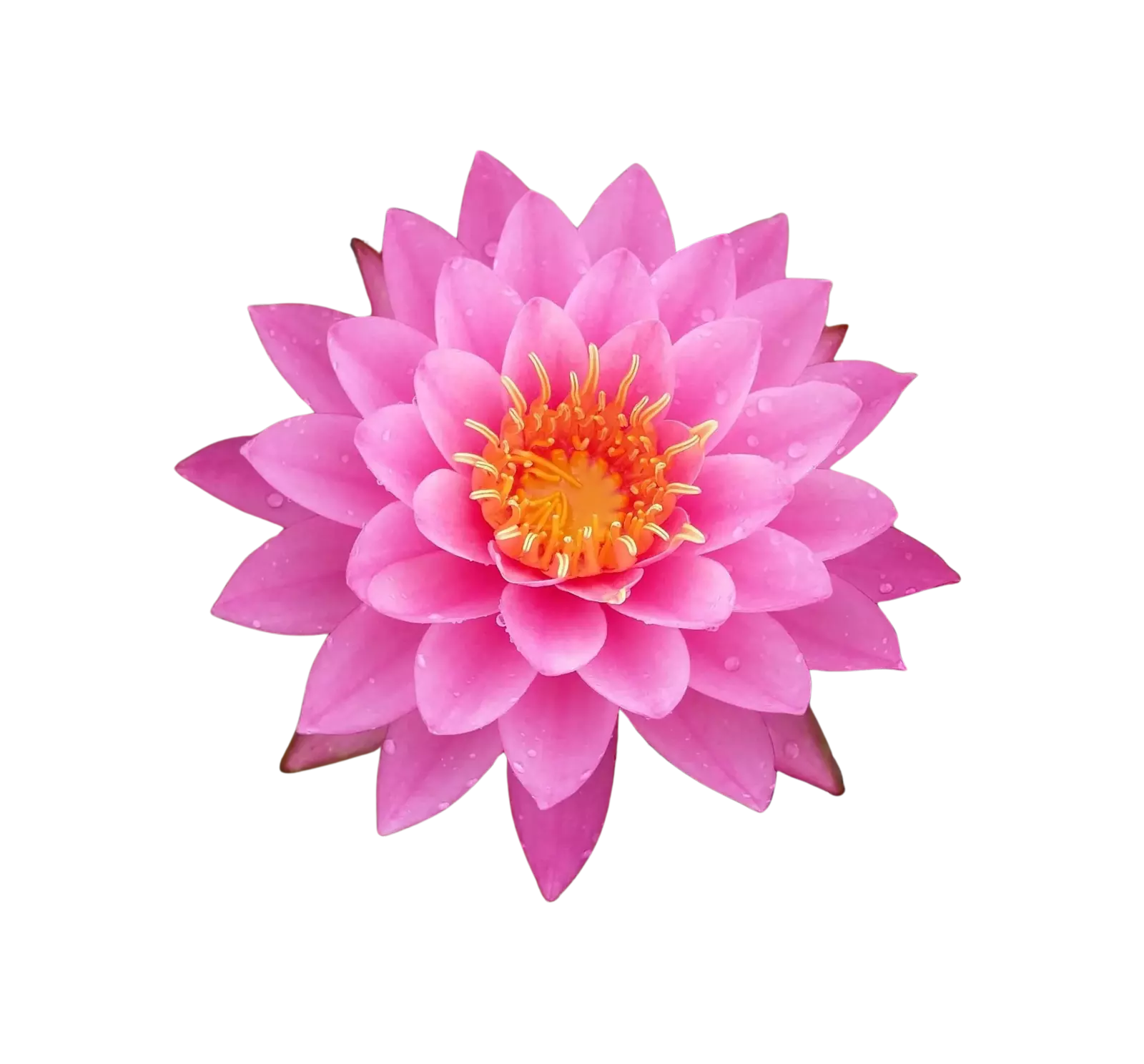 Hardy Water Lilies (Image)