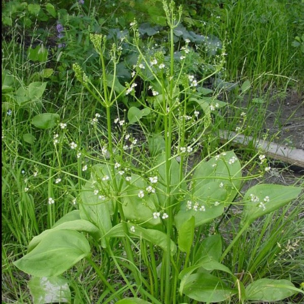 Water Plantain (Alisma plantago aquatica)