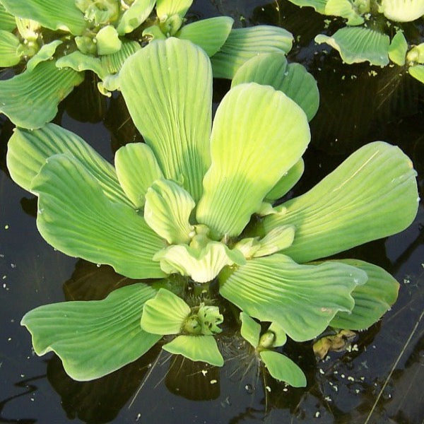 Floating Water Lettuce (Pistia stratiotes)