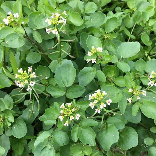 Water Cress (Radicula nasturtium aquaticum)