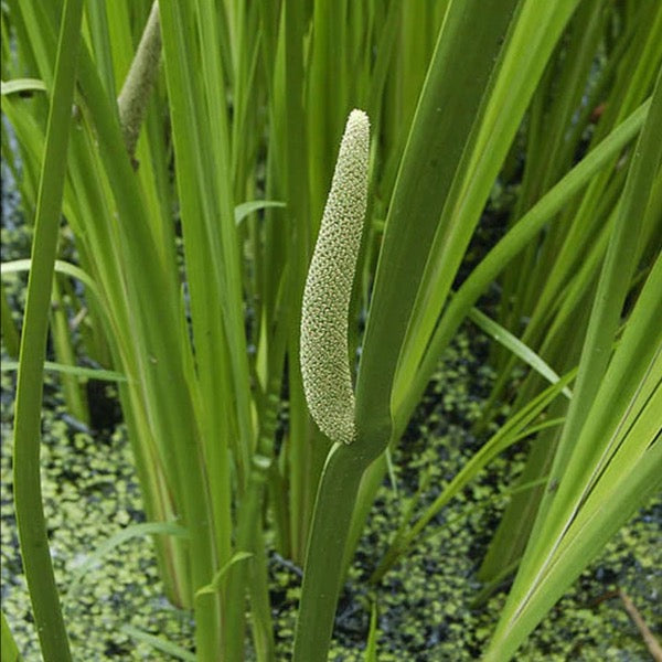 Sweet Flag (Acorus calamus)