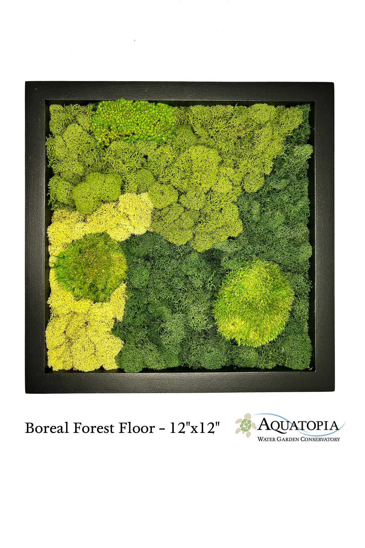 Framed Moss Wall 12" x 12"