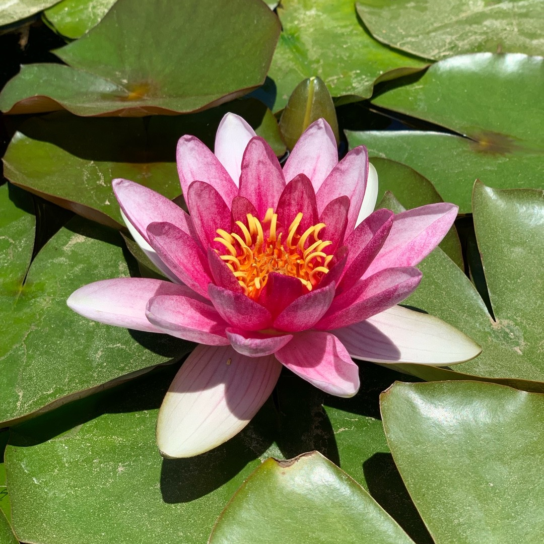 Hardy Water Lily Red 'Attraction' (Nymphaea 'Attraction') - 8" Pot
