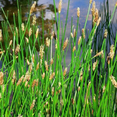 Needle Rush (Eleocharis montevidensis)