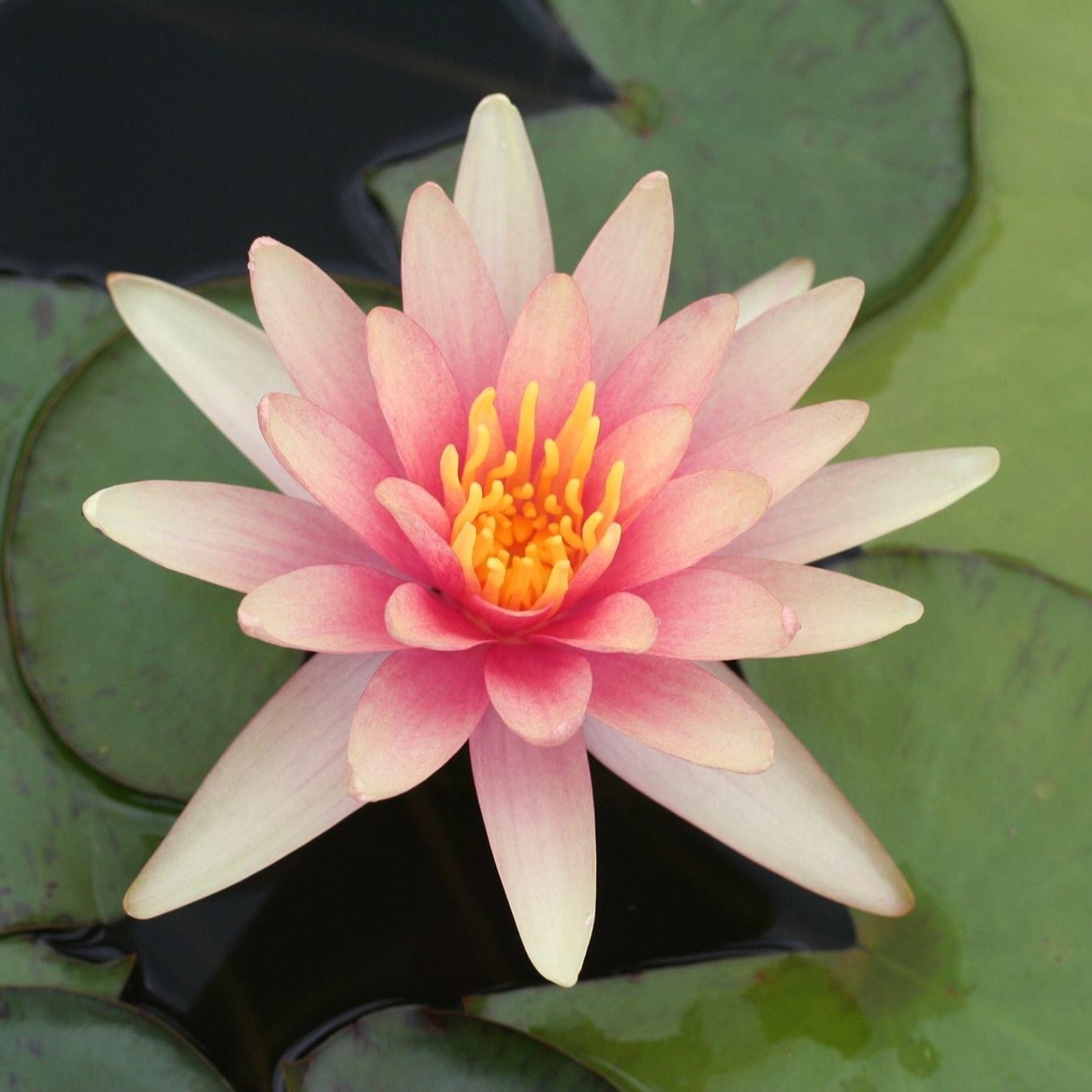Hardy Water Lily Changeable 'Little Sue' (Nymphaea 'Little Sue') - 8" Pot