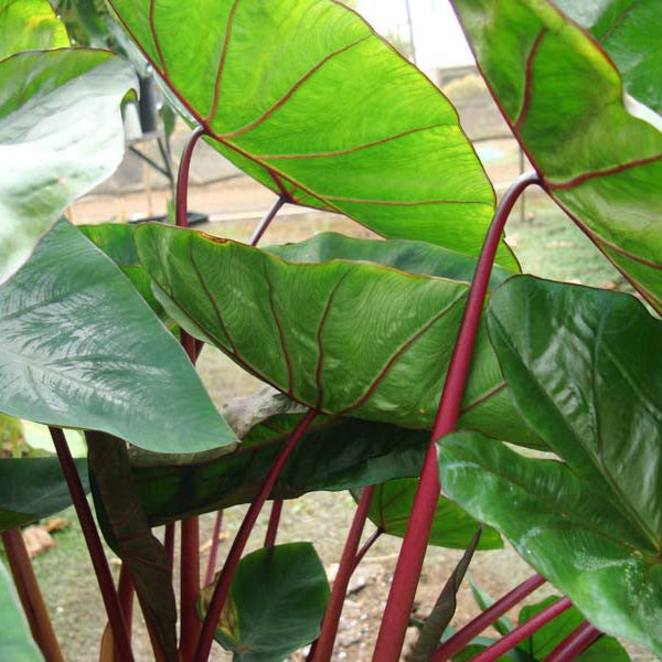 Red Stem Taro (Colocasia esculenta) - 5.5" Pot