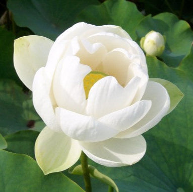 Lotus - Asiatic (Nelumbo alba grandiflora) - Tub