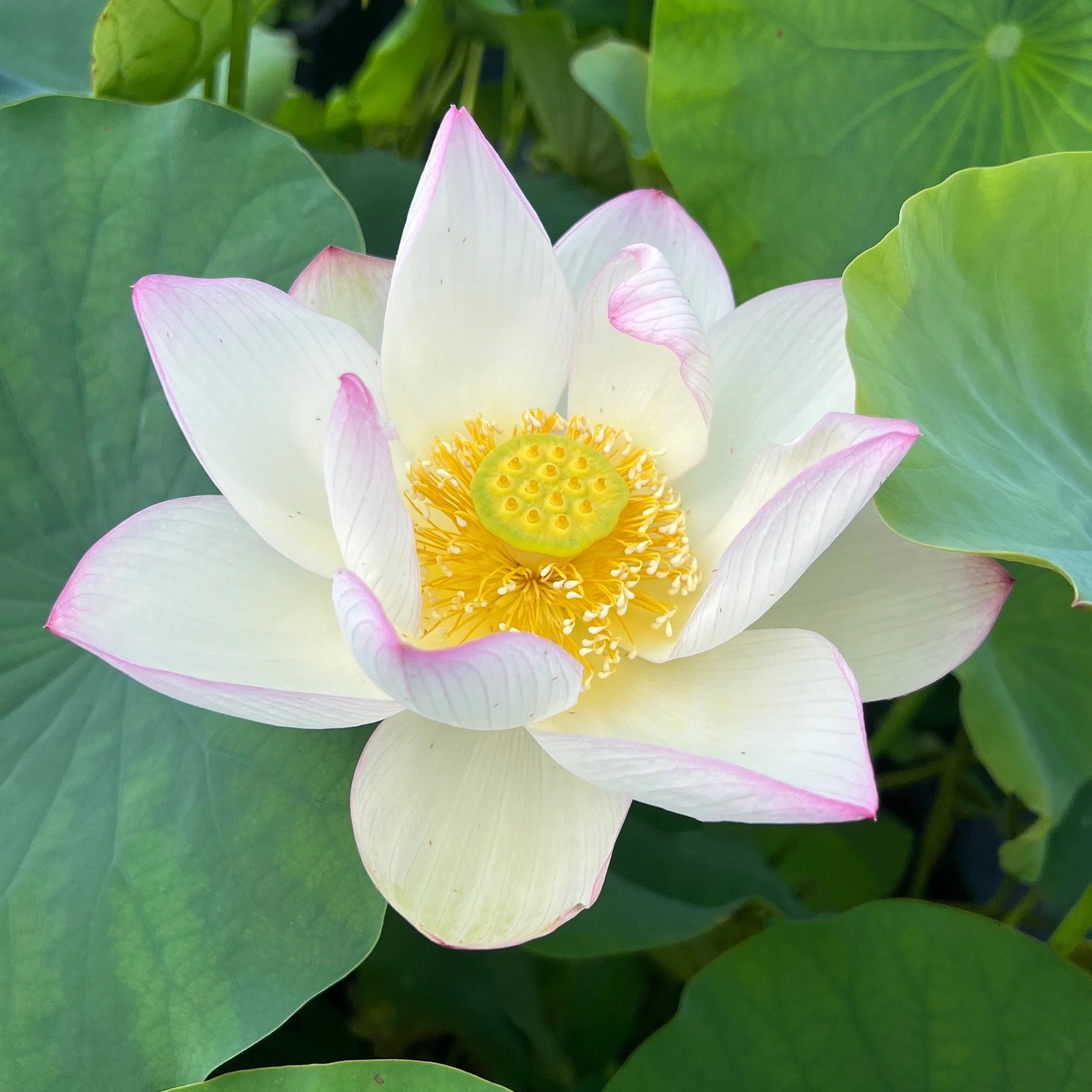 Lotus - Chawan Basu (Nelumbo 'Chawan Basu') - Tub