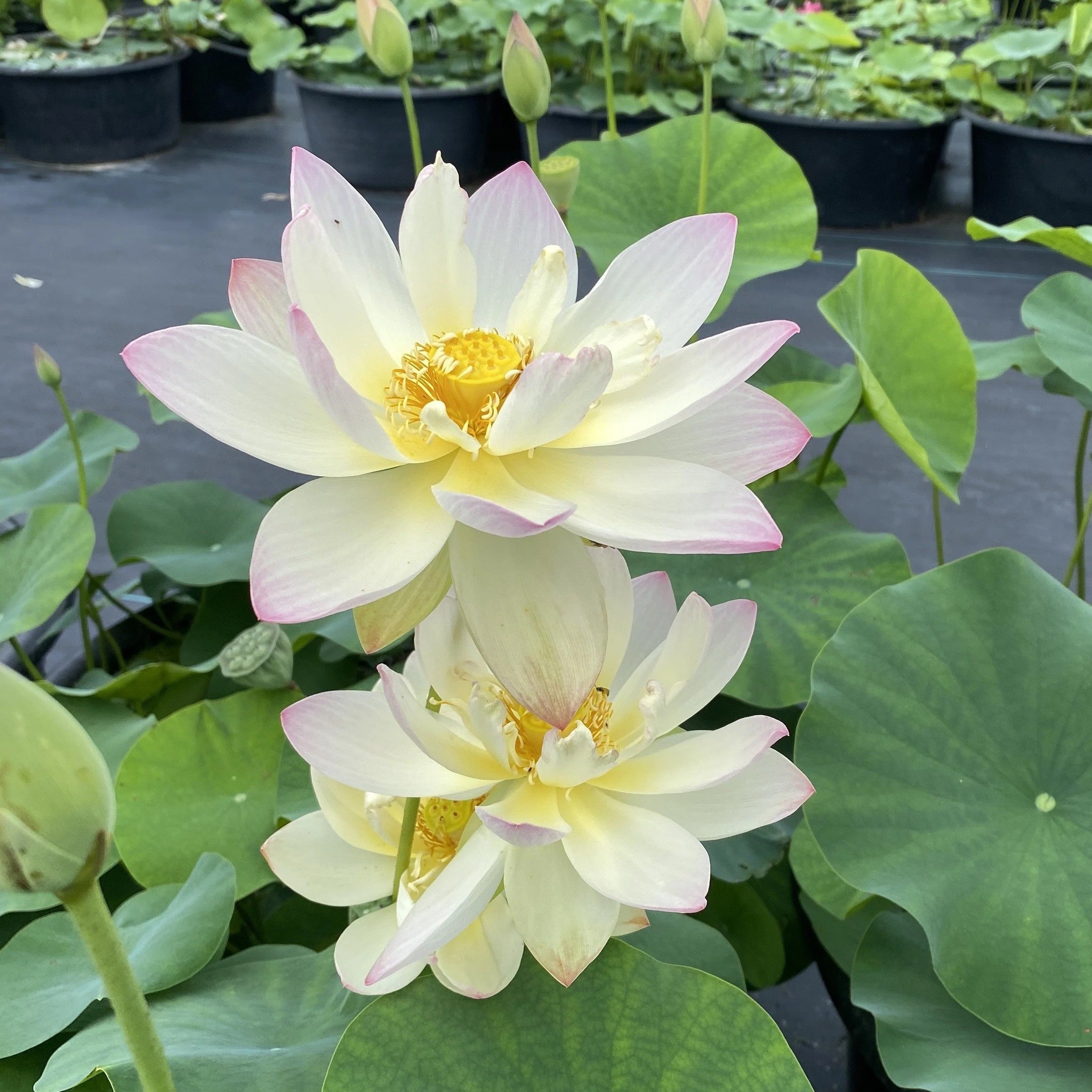 Lotus - Green Maiden (Nelumbo 'Green Maiden') - Tub