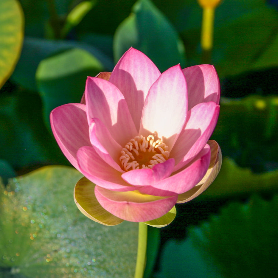 Lotus - Mrs. Perry D. Slocum (Nelumbo 'Mrs. Perry D. Slocum') - Tub