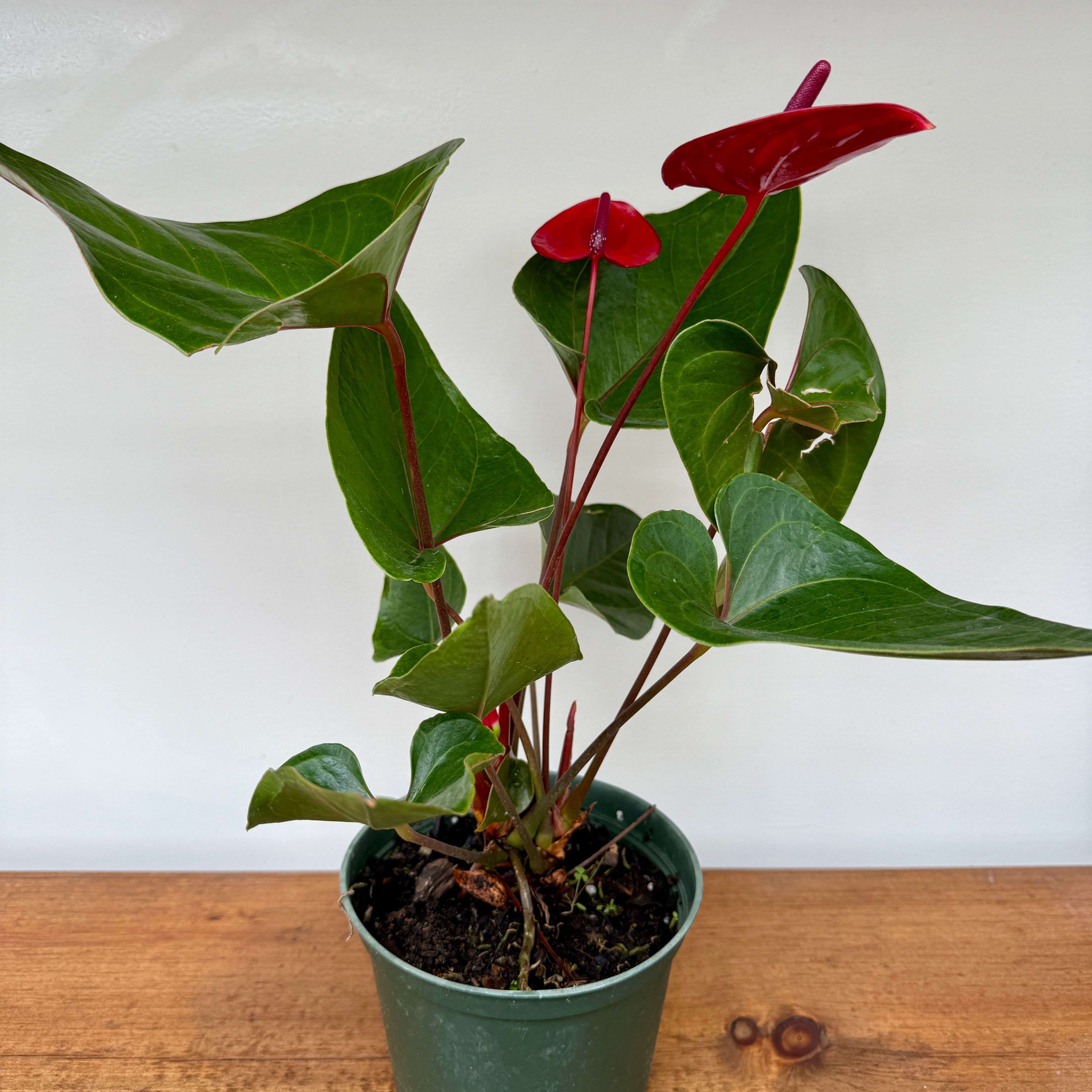 Anthurium 'Red Heart' (Anthurium andreanum 'Red Heart') - 6" Pot