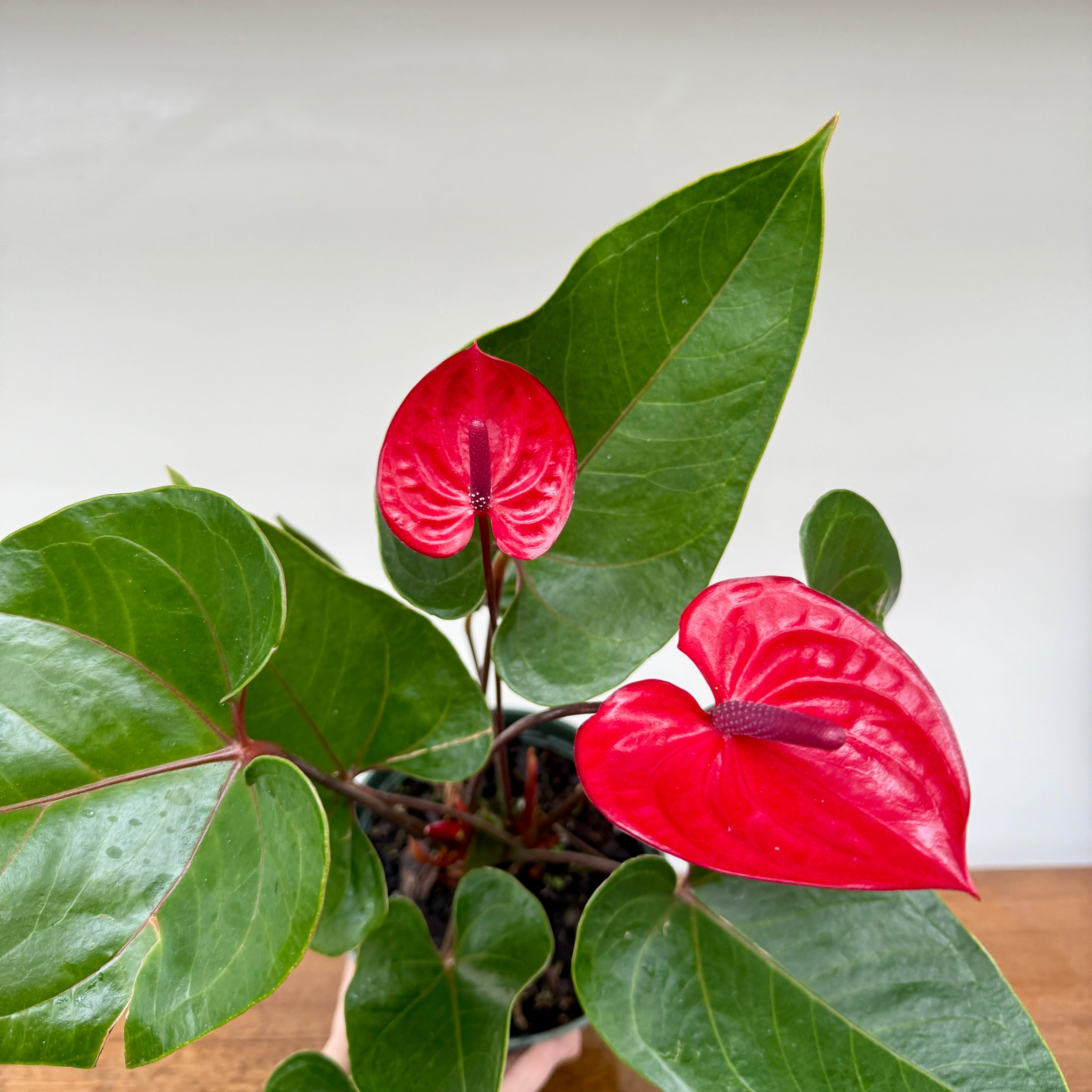 Anthurium 'Red Heart' (Anthurium andreanum 'Red Heart') - 6" Pot