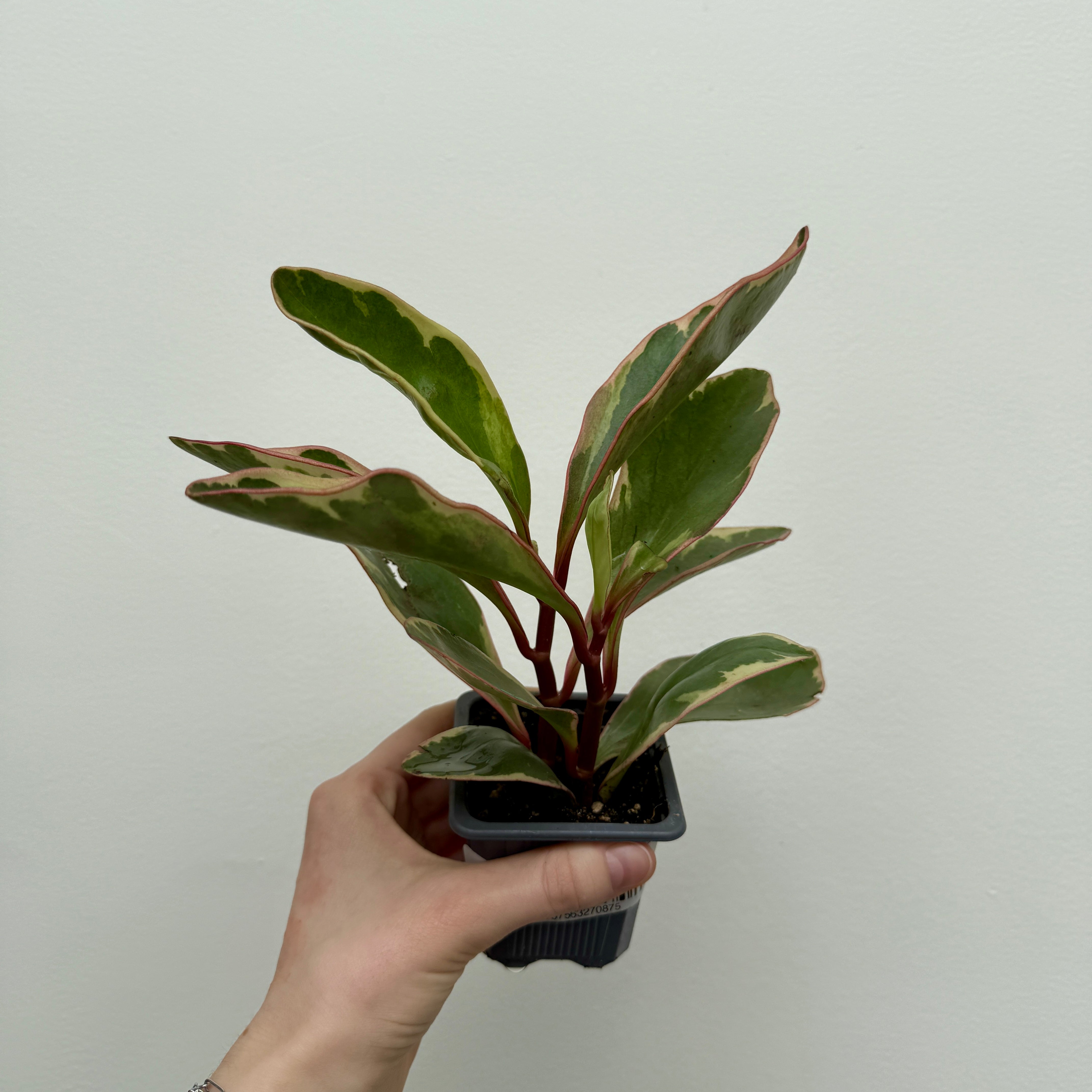 Radiator Plant (Peperomia sp.) - 3" Pot