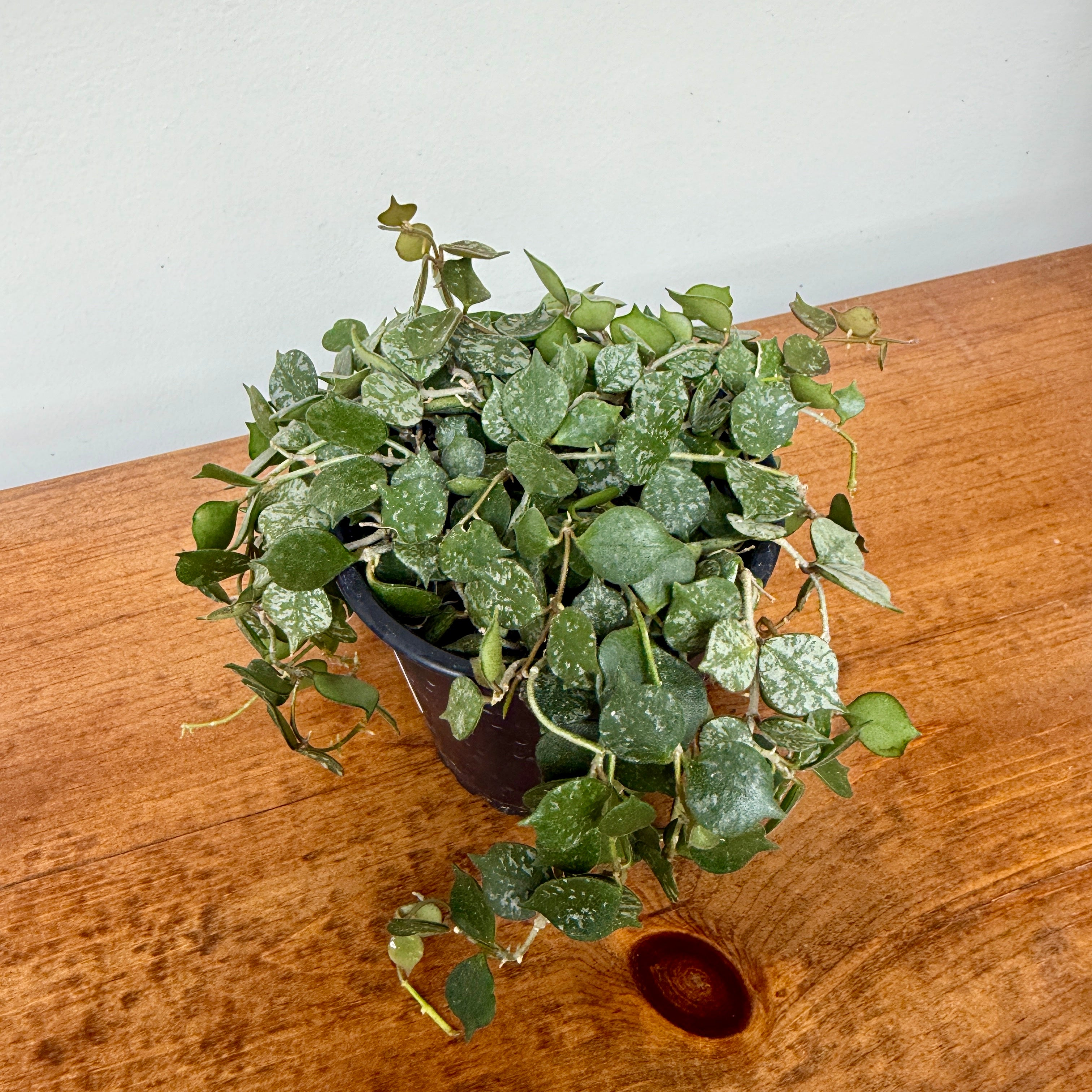 Hoya - Assorted (Hoya sp. - Assorted) - 4" Pot