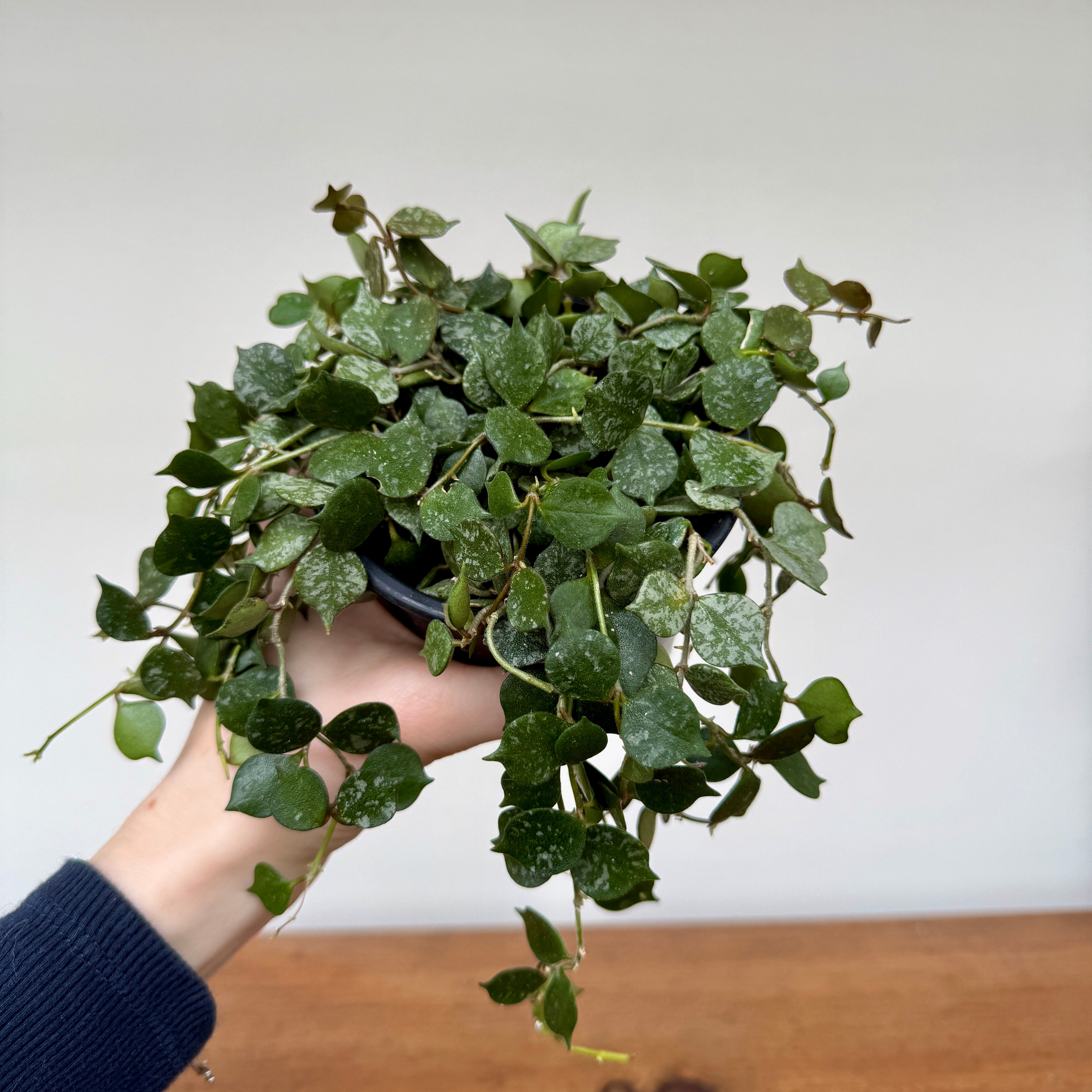 Hoya - Assorted (Hoya sp. - Assorted) - 4" Pot