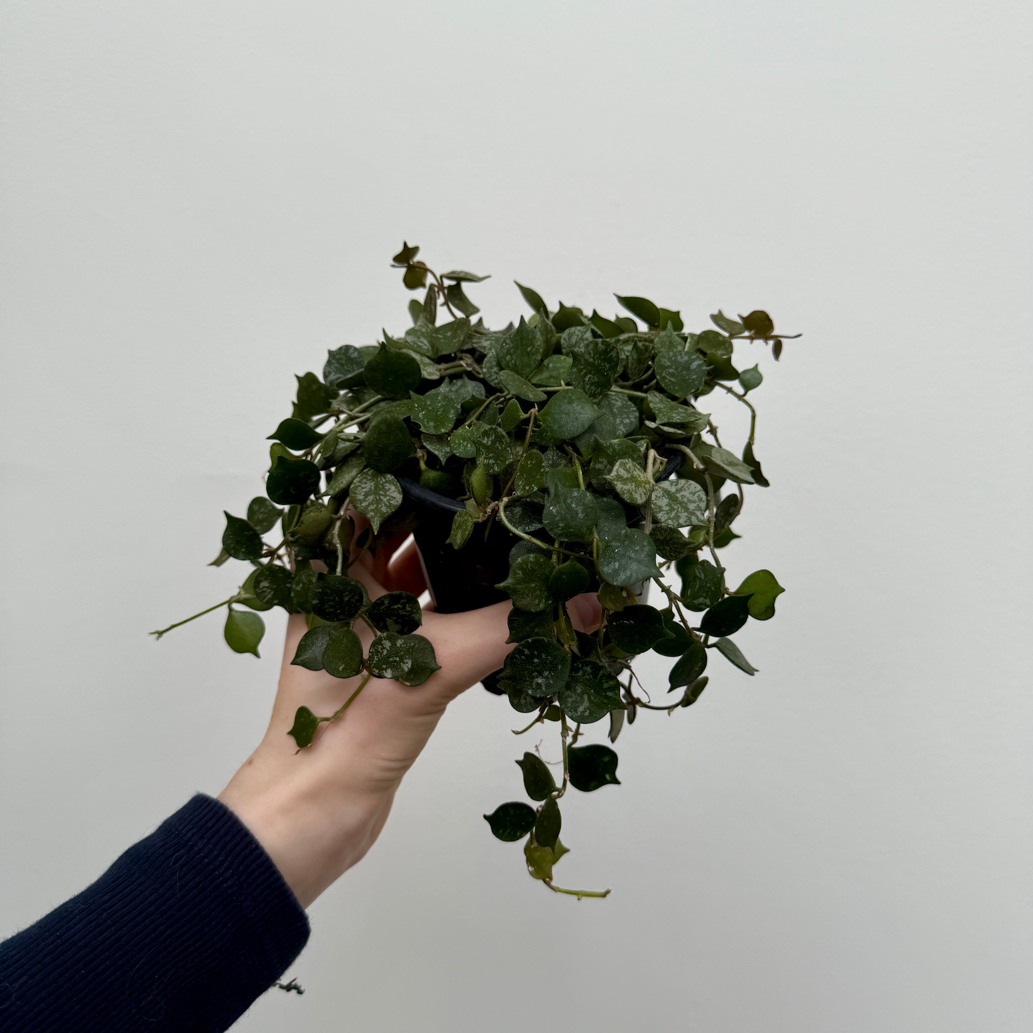 Hoya - Assorted (Hoya sp. - Assorted) - 4" Pot