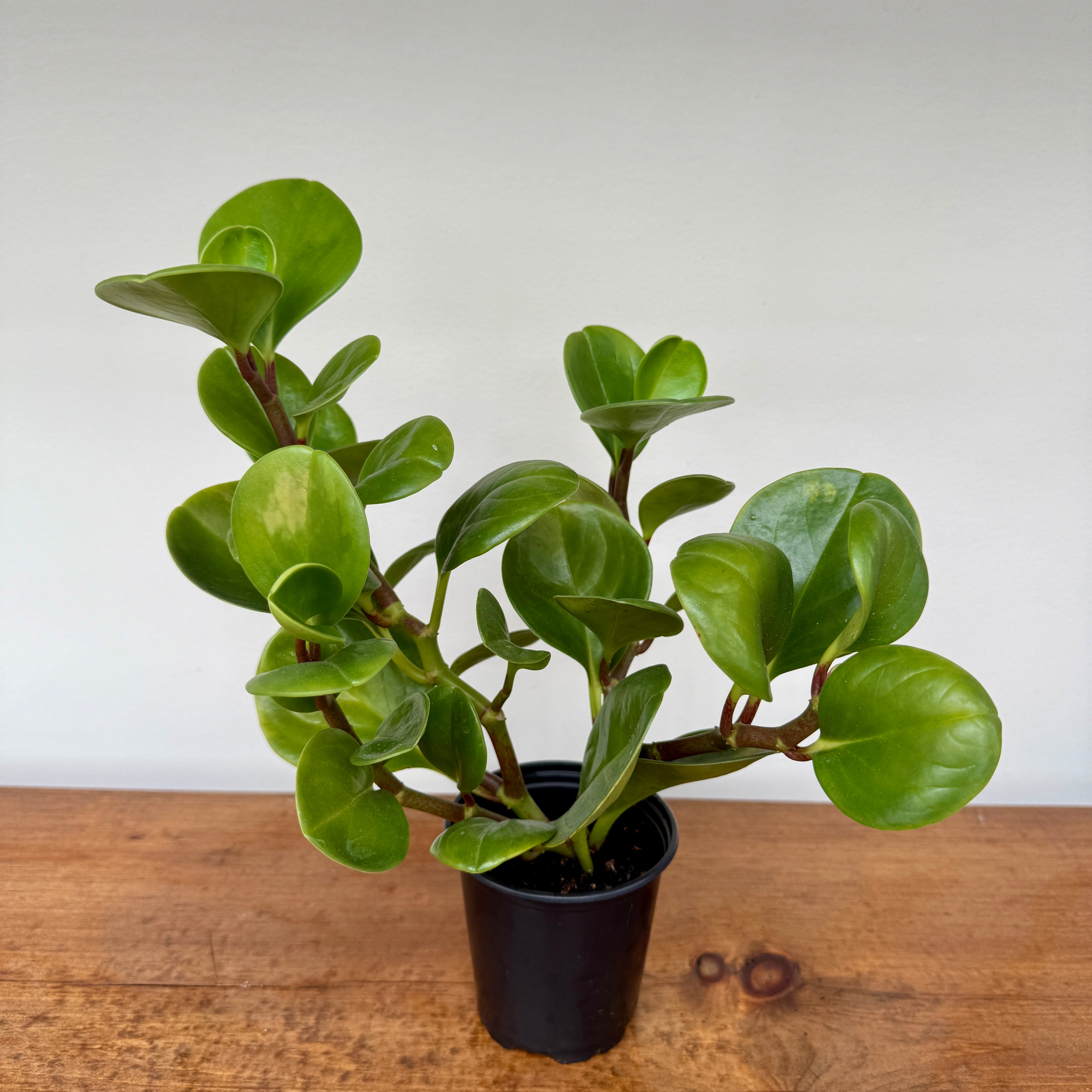 Tropicals - Assorted (Tropicals - Assorted) - 4" Pot
