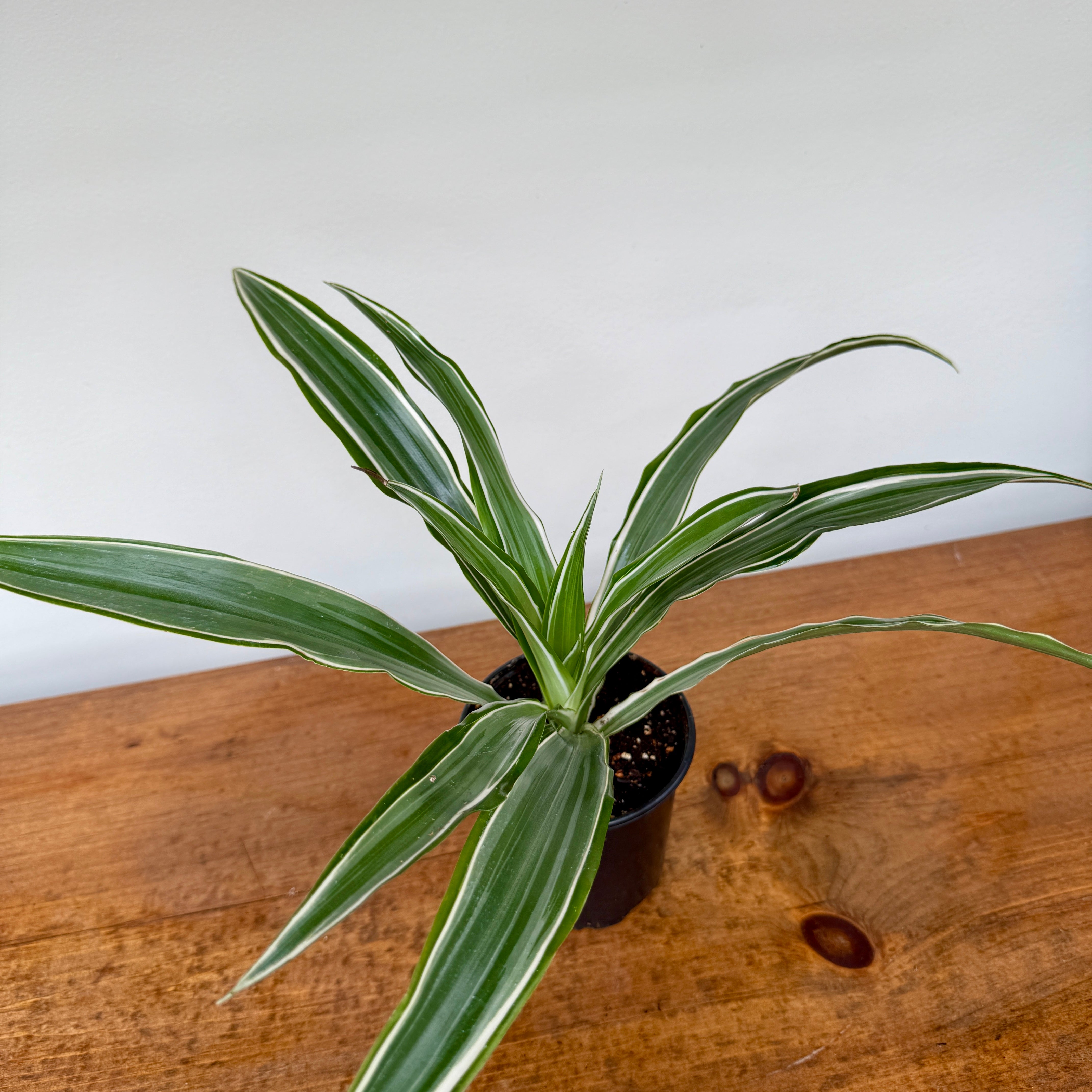 Tropicals - Assorted (Tropicals - Assorted) - 4" Pot