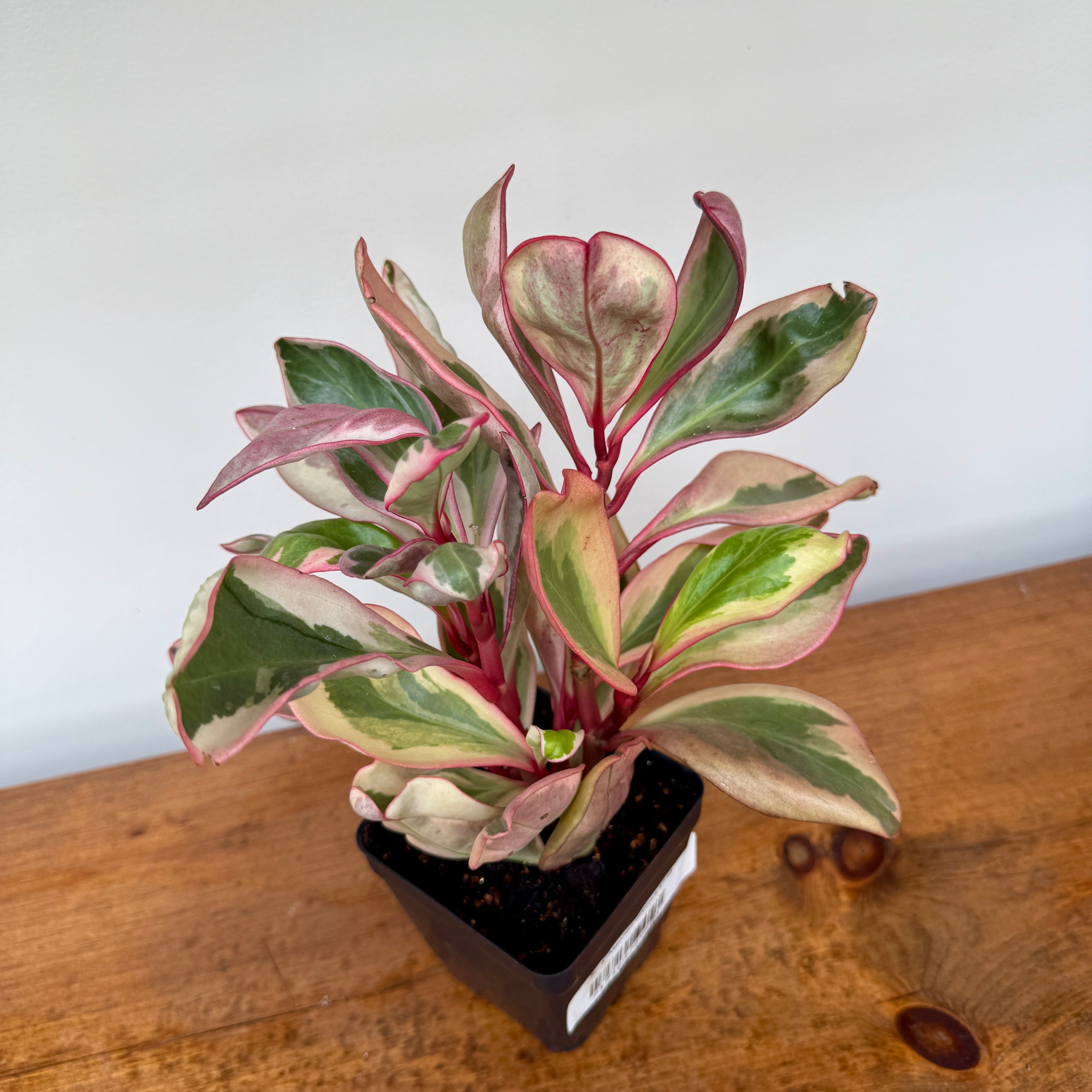 Tropicals - Assorted (Tropicals - Assorted) - 4" Pot
