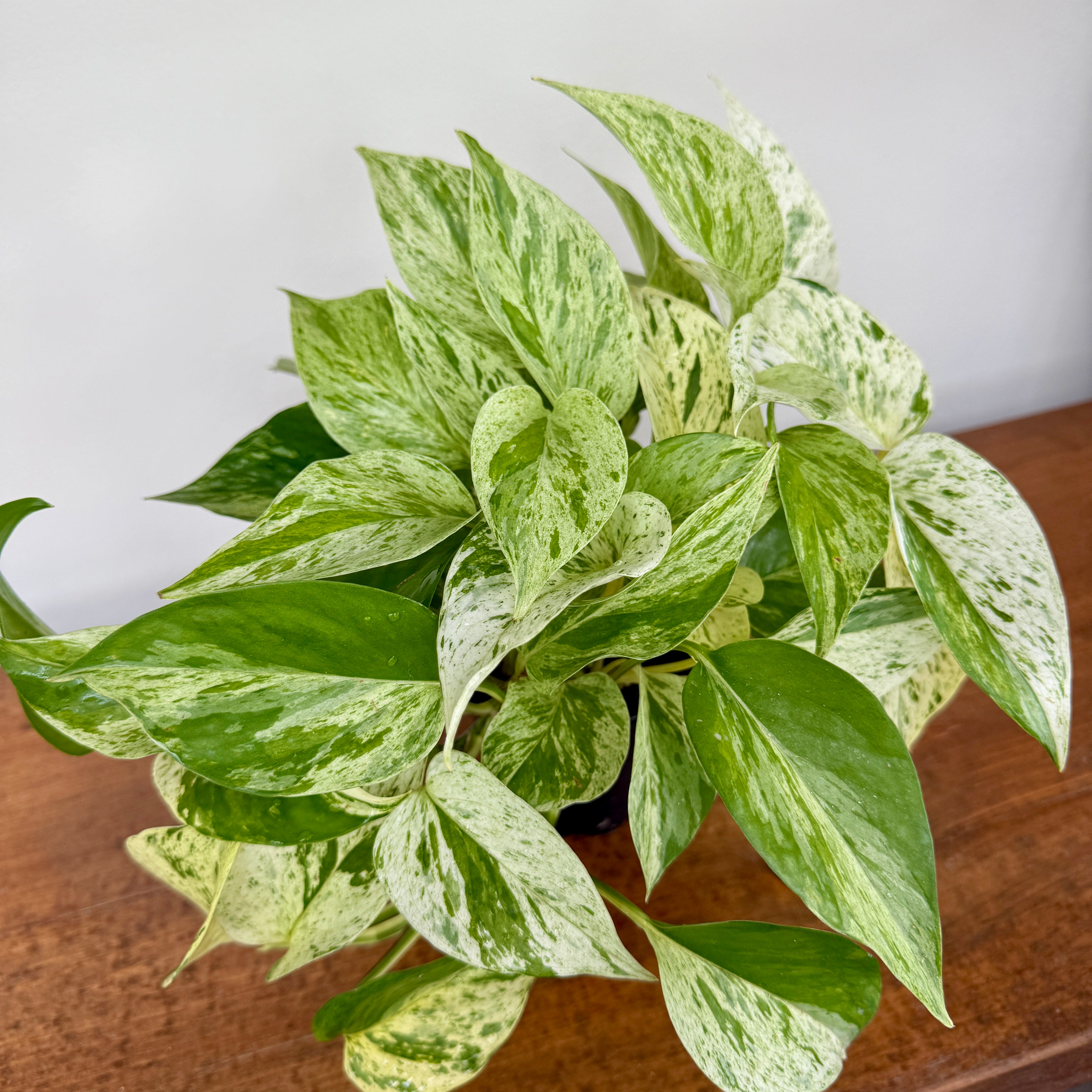 Marble Queen Pothos (Epipremnum aureum) - 4" Pot