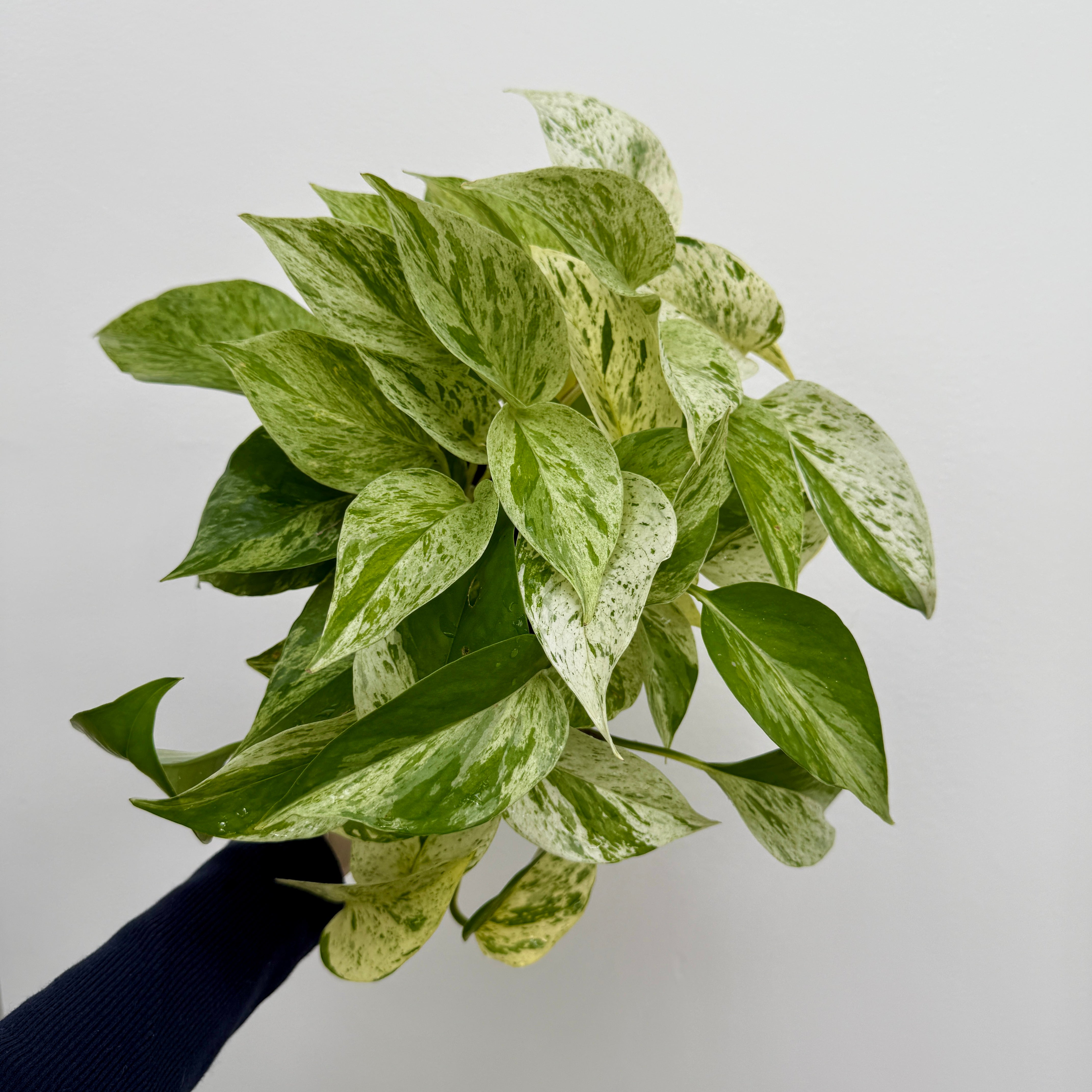Marble Queen Pothos (Epipremnum aureum) - 4" Pot
