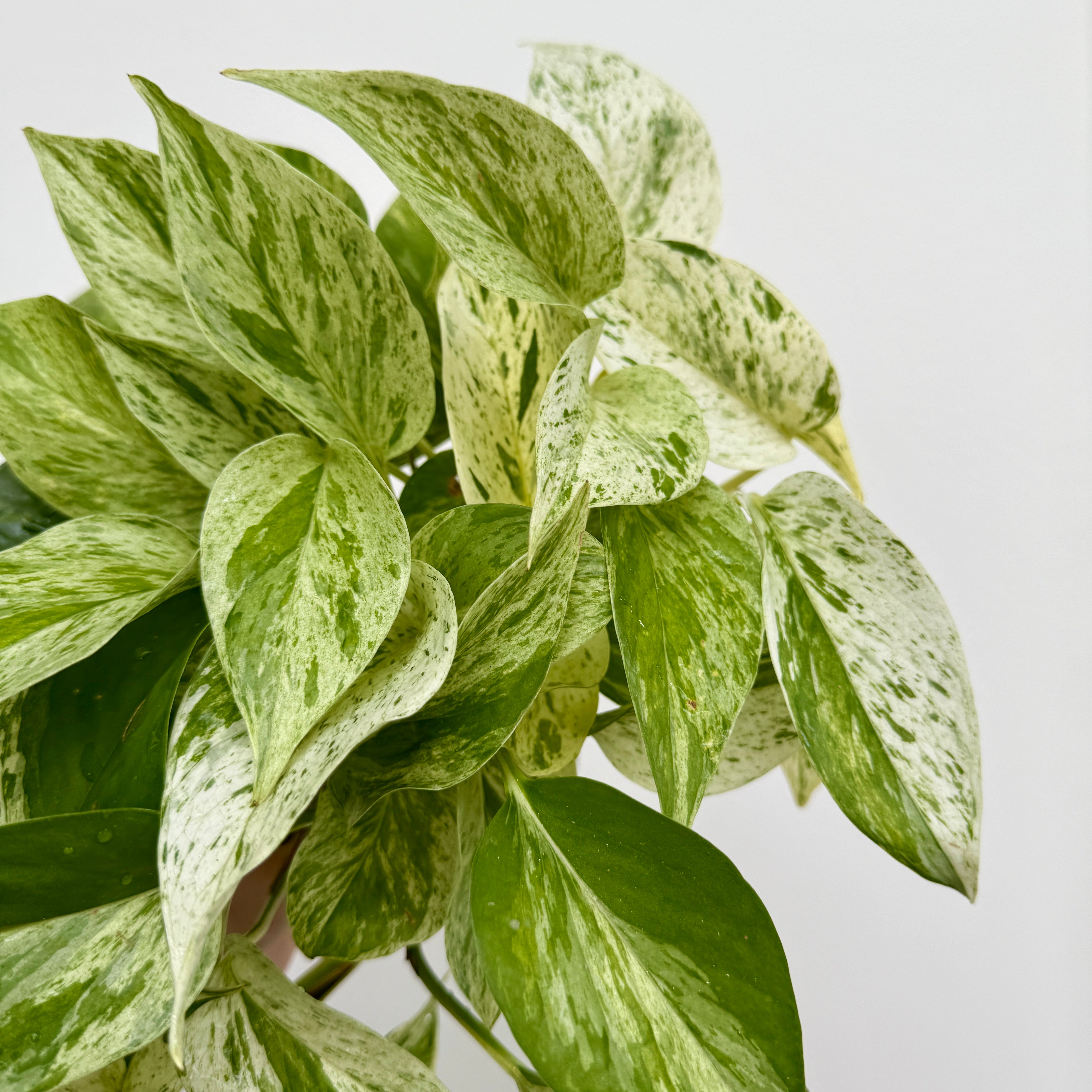 Marble Queen Pothos (Epipremnum aureum) - 4" Pot