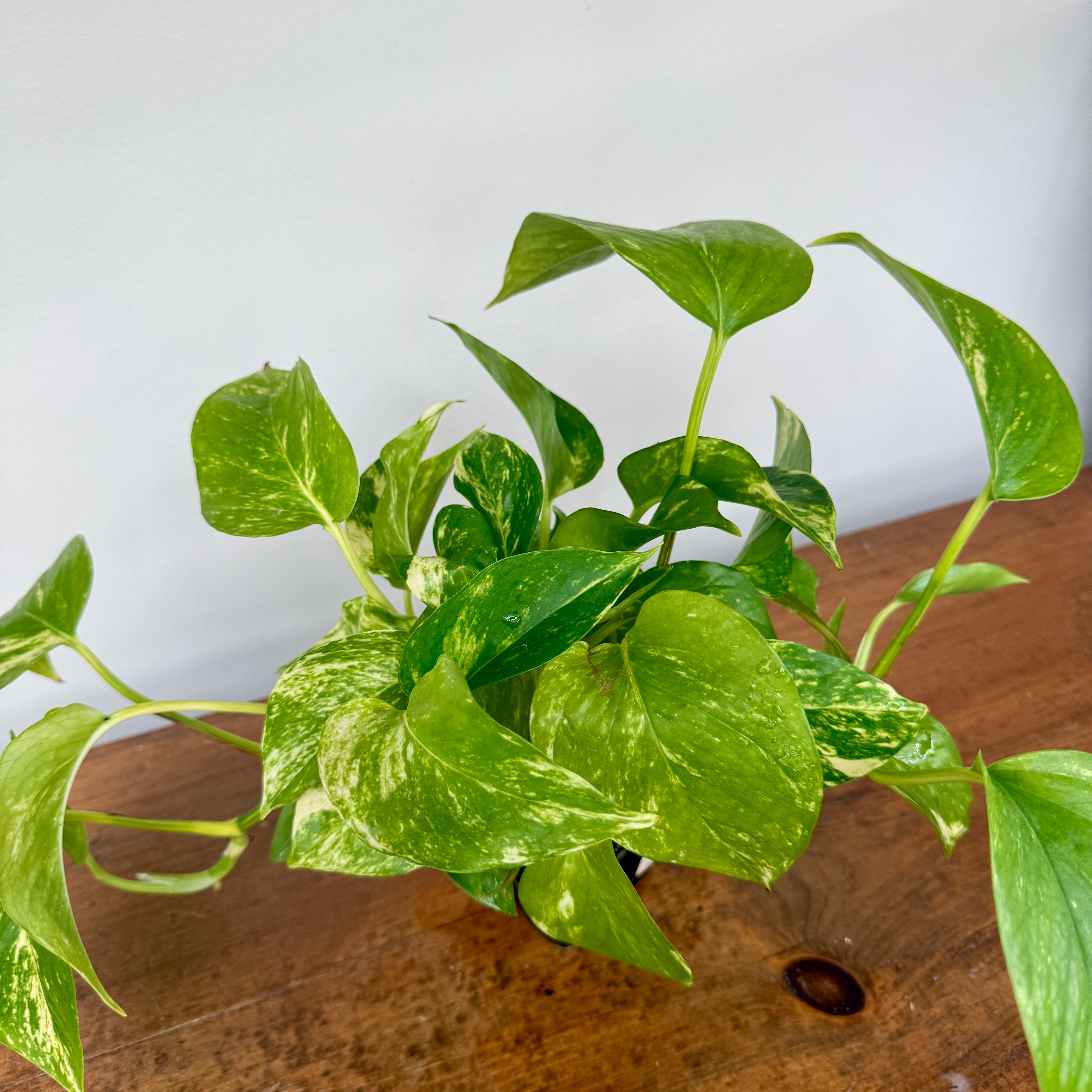 Golden Pothos (Epipremnum aureum) - 4" Pot