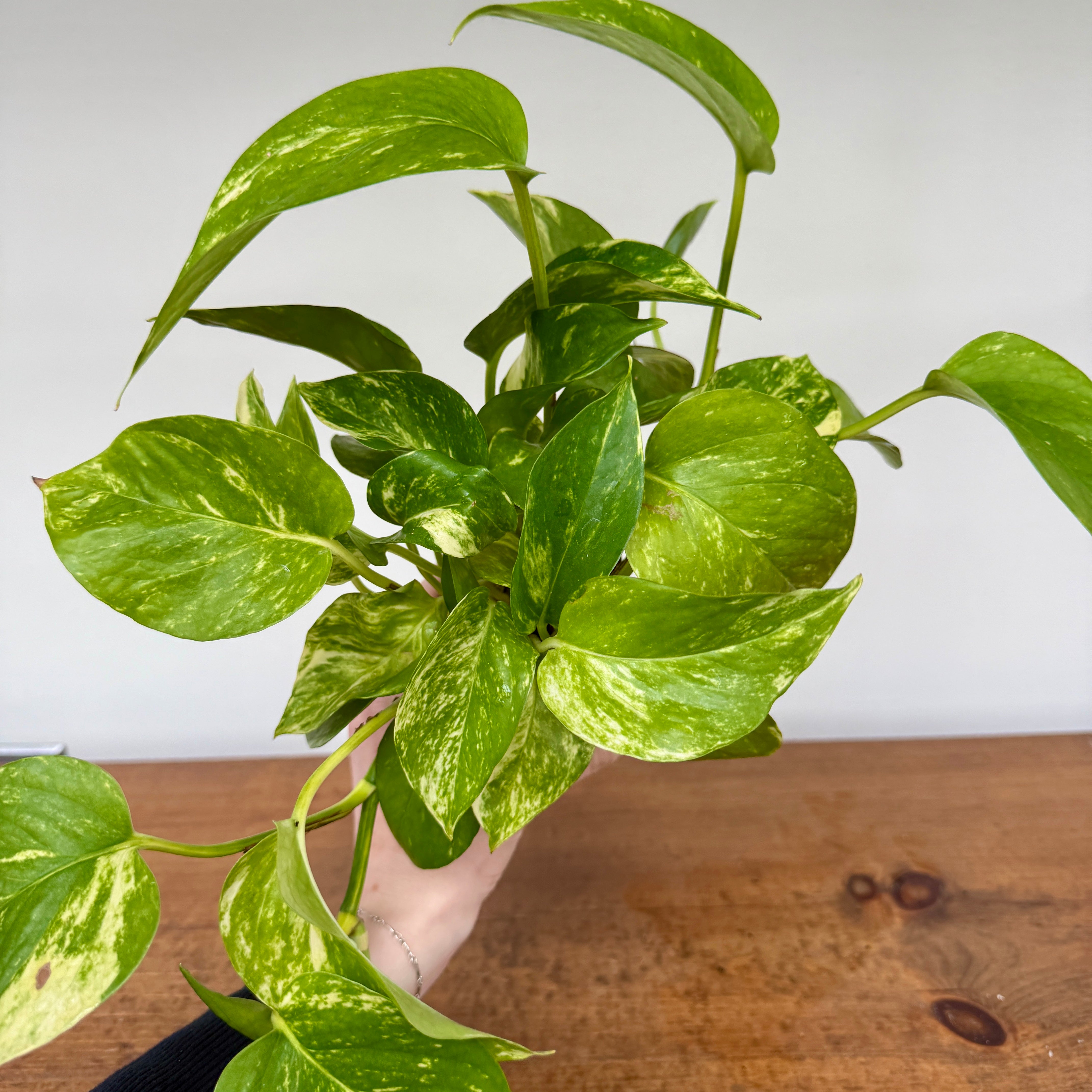 Golden Pothos (Epipremnum aureum) - 4" Pot