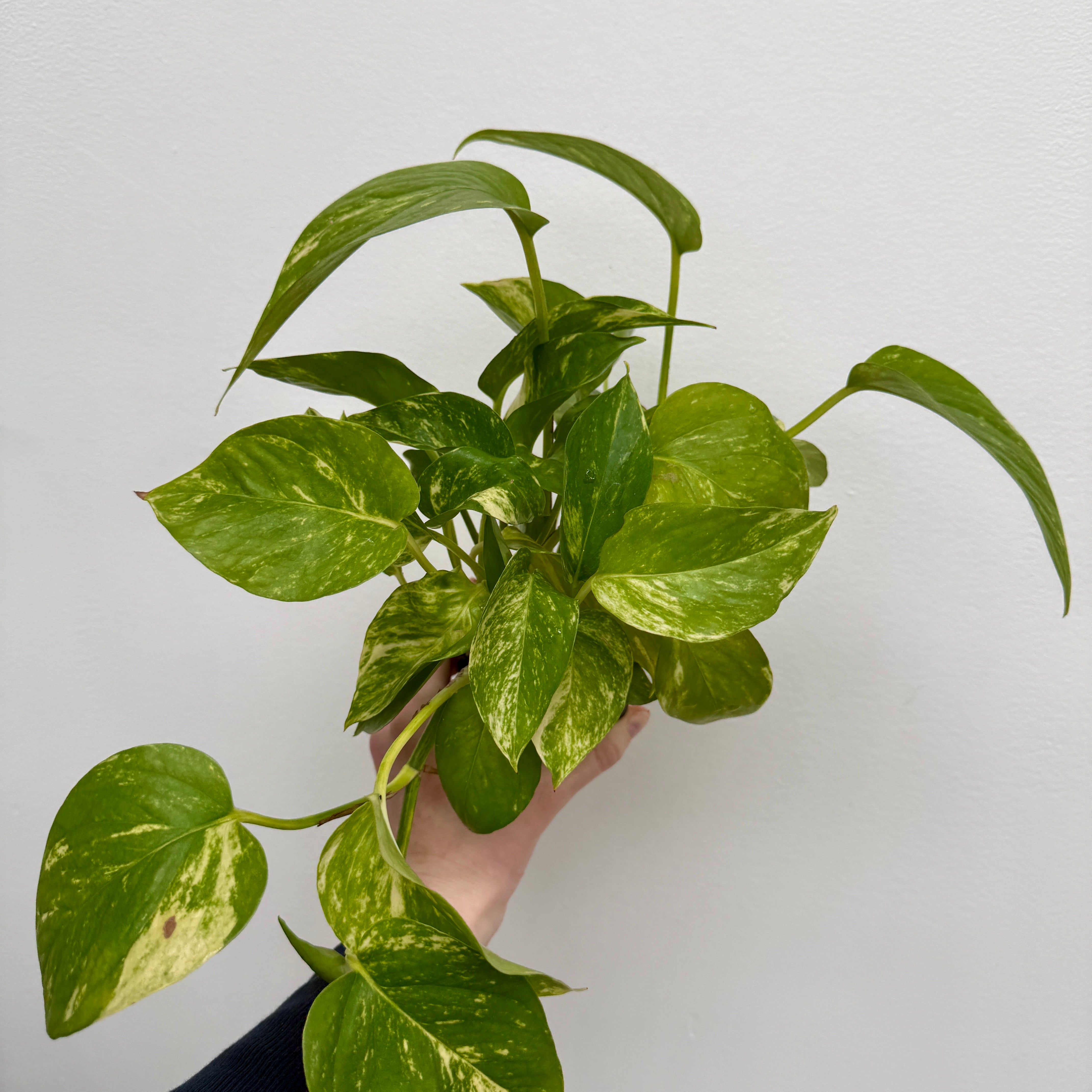 Golden Pothos (Epipremnum aureum) - 4" Pot