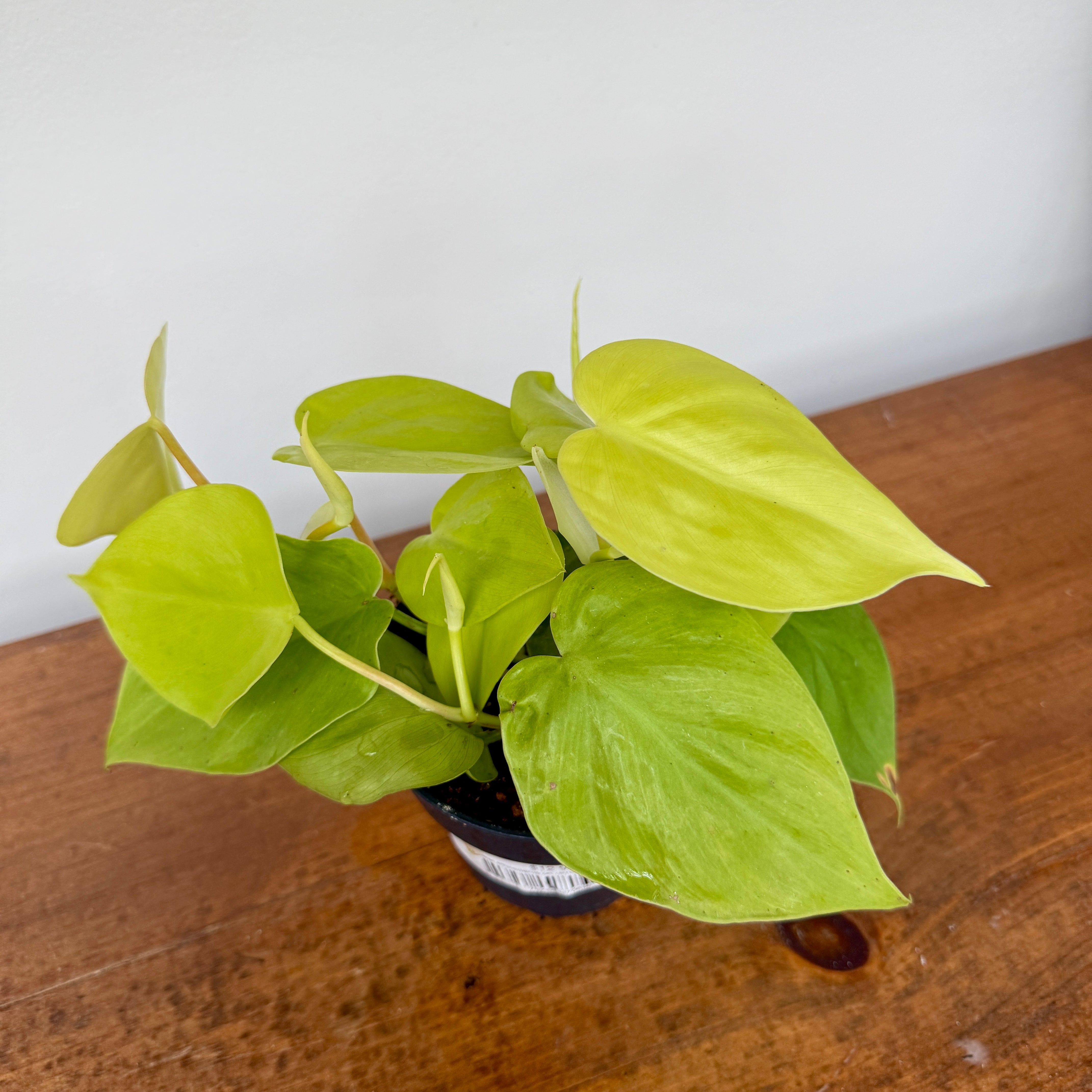 Heart-Leaf Philodendron 'Lemon-Lime' (Philodendron cordatum) - 4" Pot