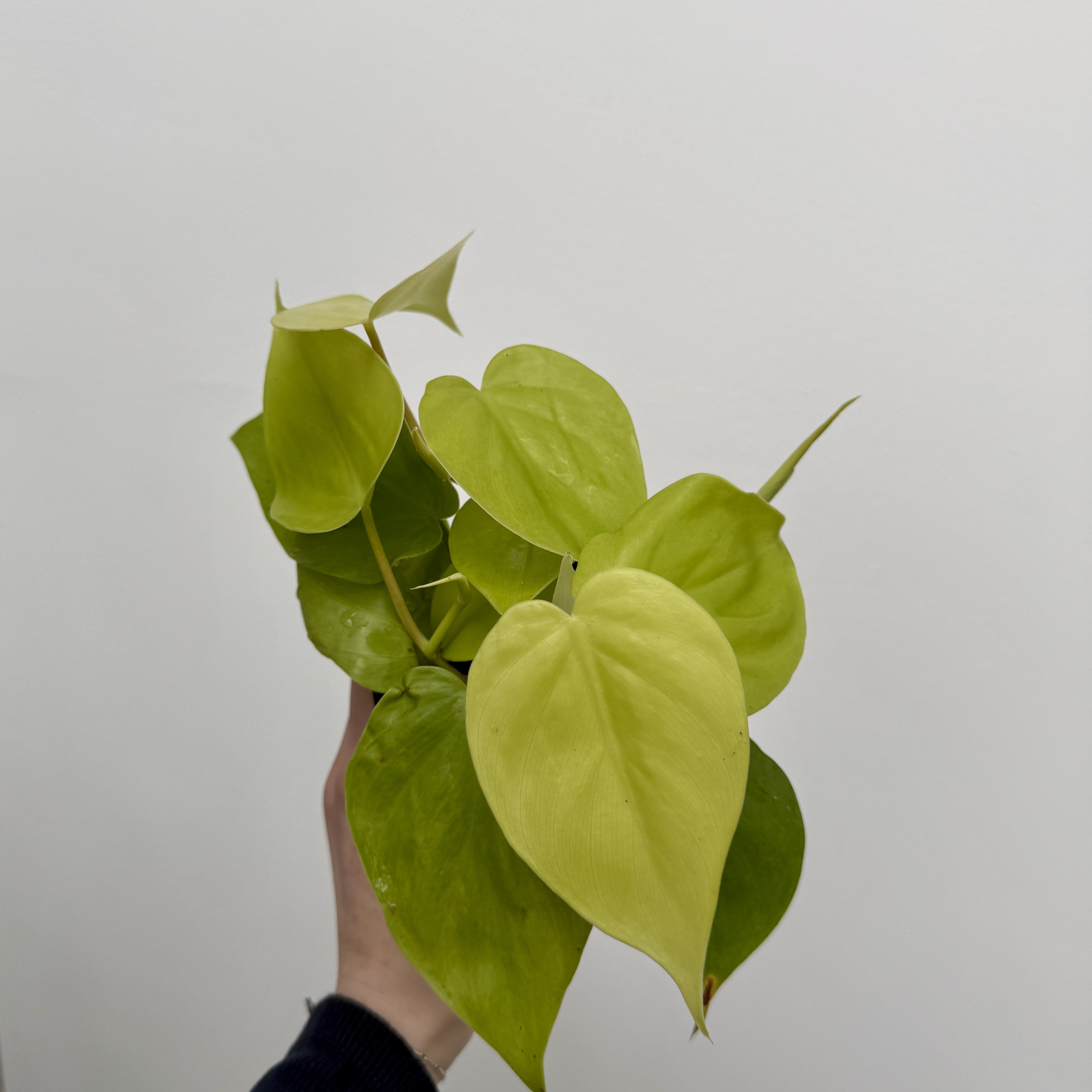 Heart-Leaf Philodendron 'Lemon-Lime' (Philodendron cordatum) - 4" Pot