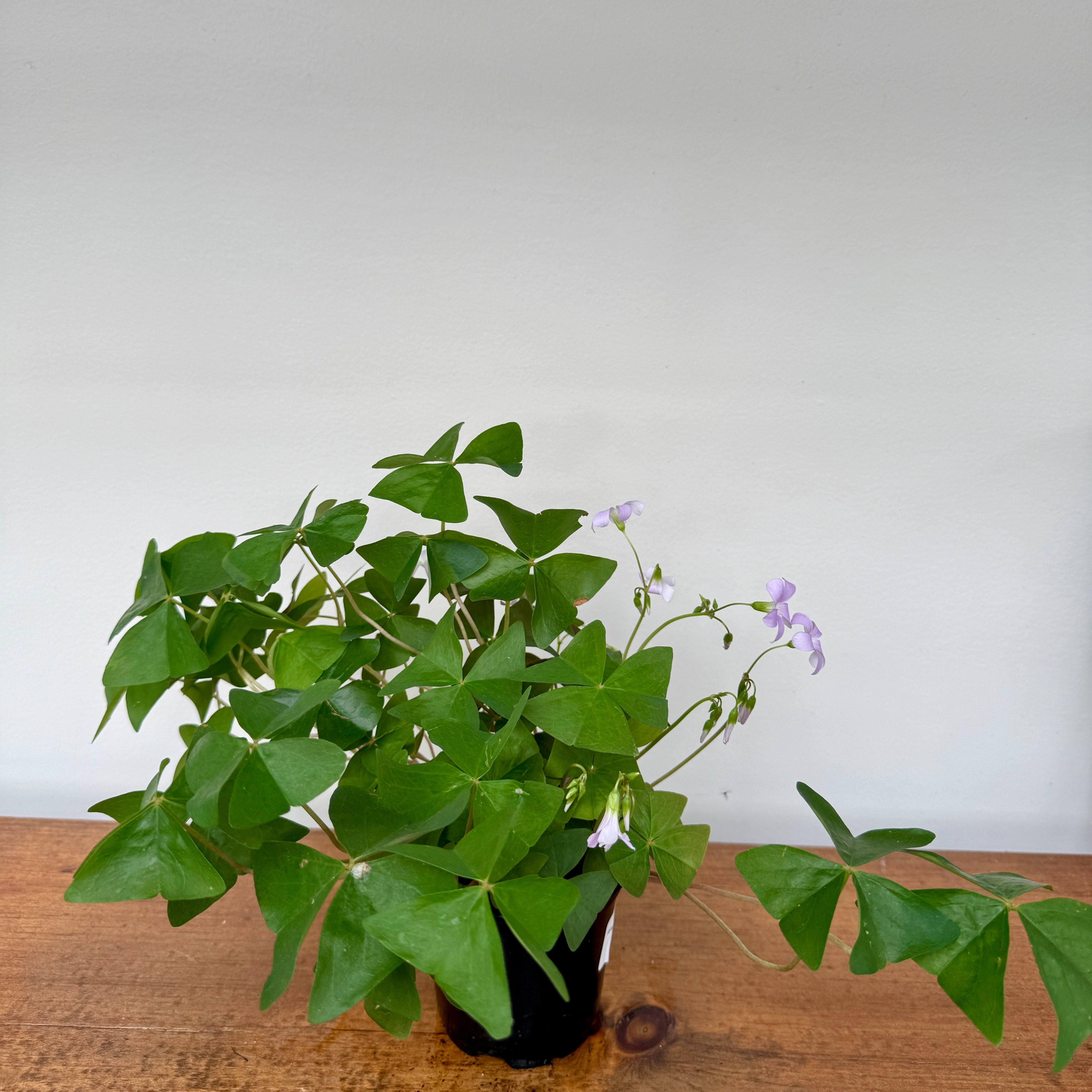 False Shamrock (Oxalis triangularis 'Green') - 4" Pot