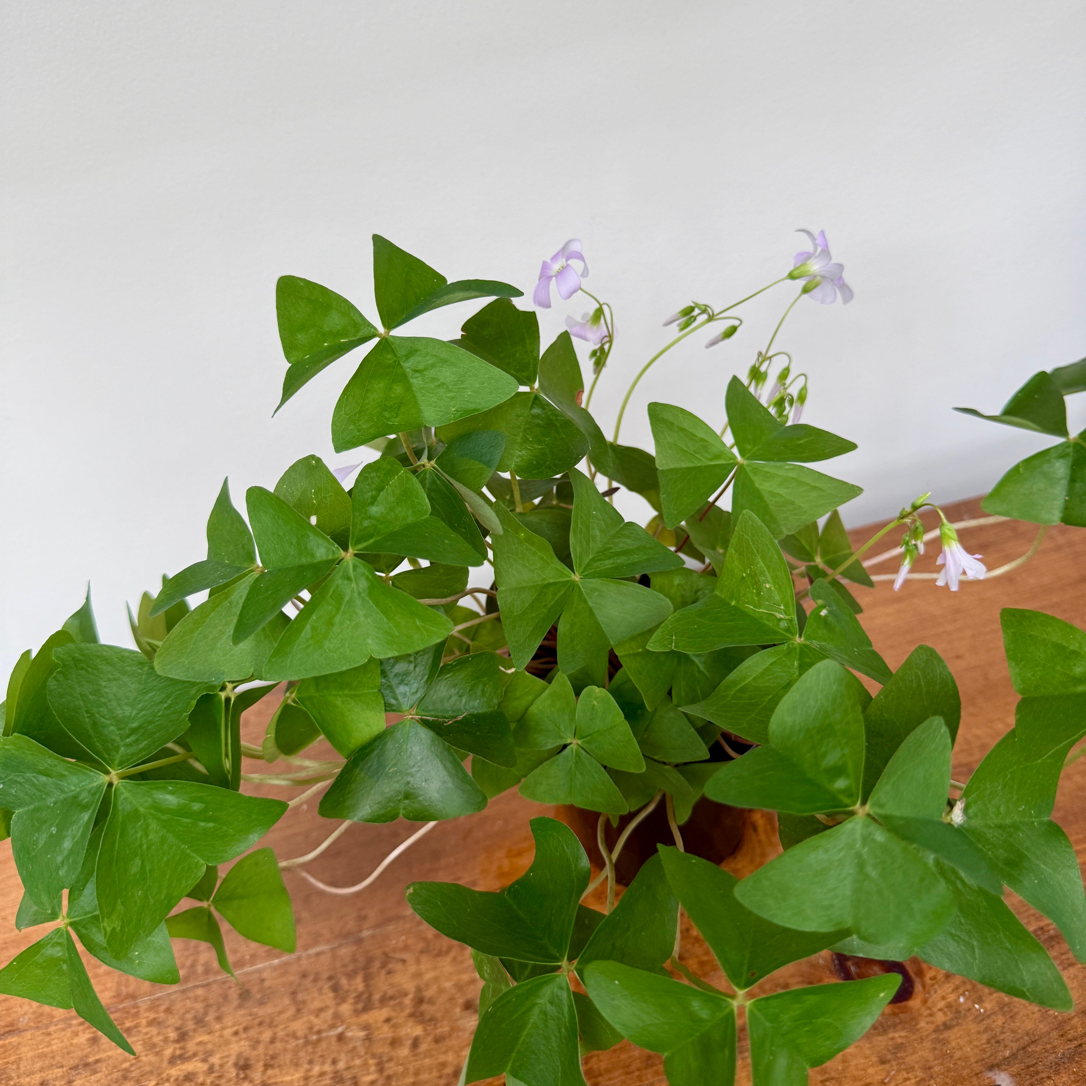False Shamrock (Oxalis triangularis 'Green') - 4" Pot