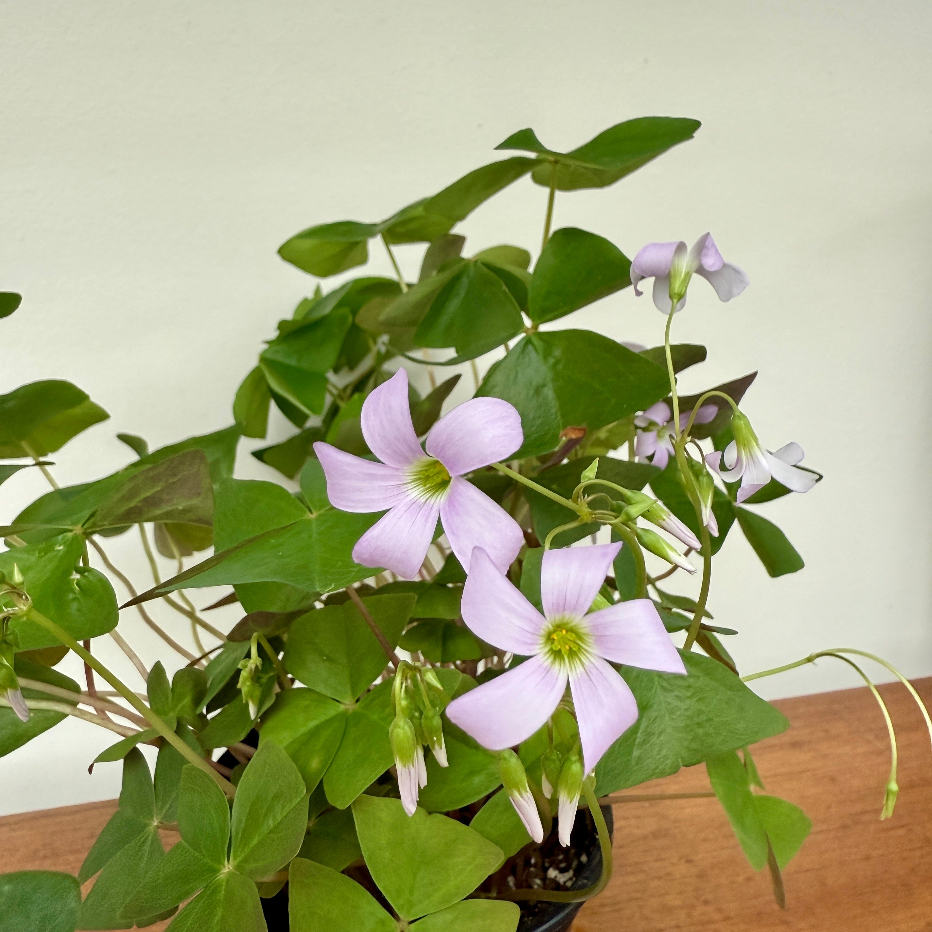 False Shamrock (Oxalis triangularis 'Green') - 4" Pot