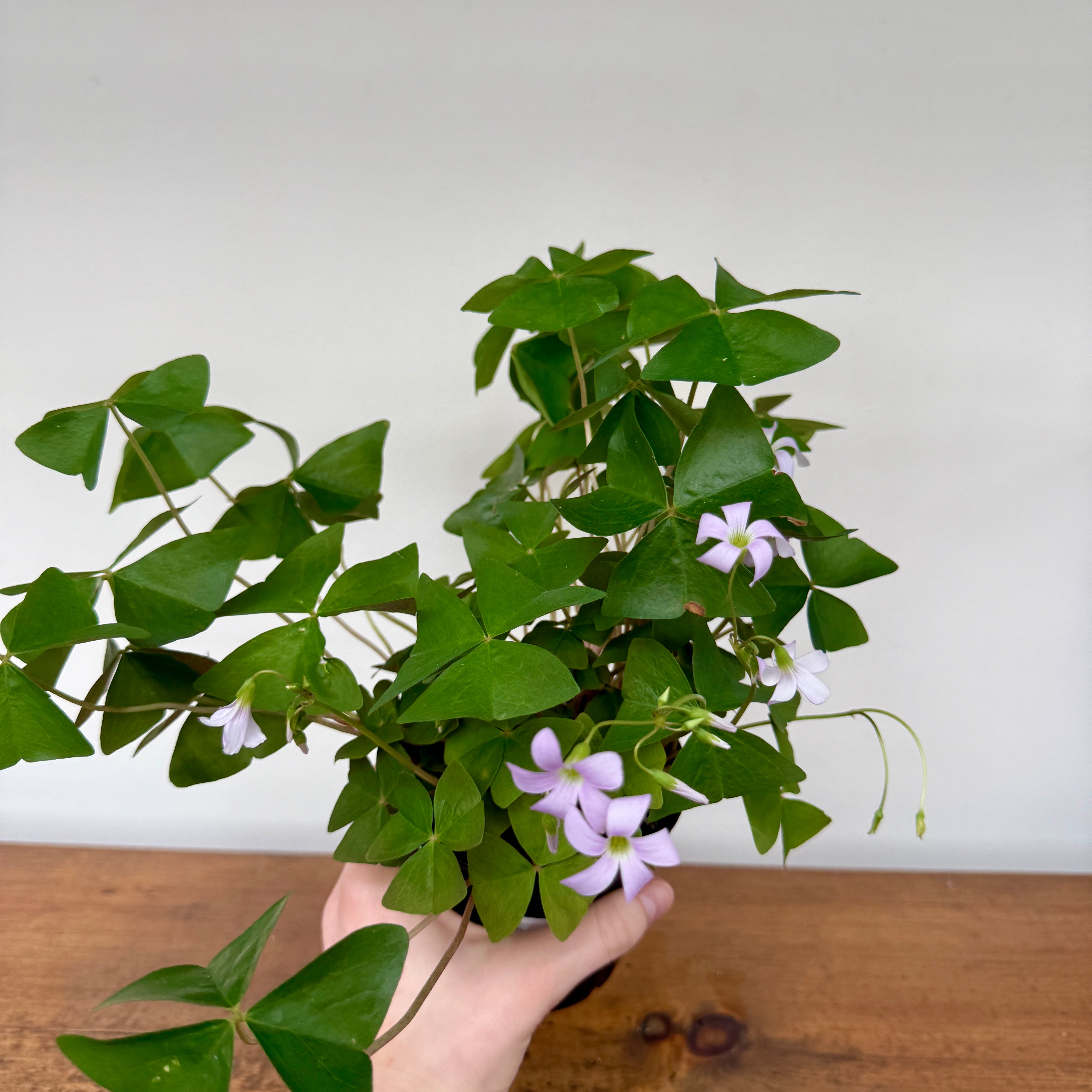 False Shamrock (Oxalis triangularis 'Green') - 4" Pot