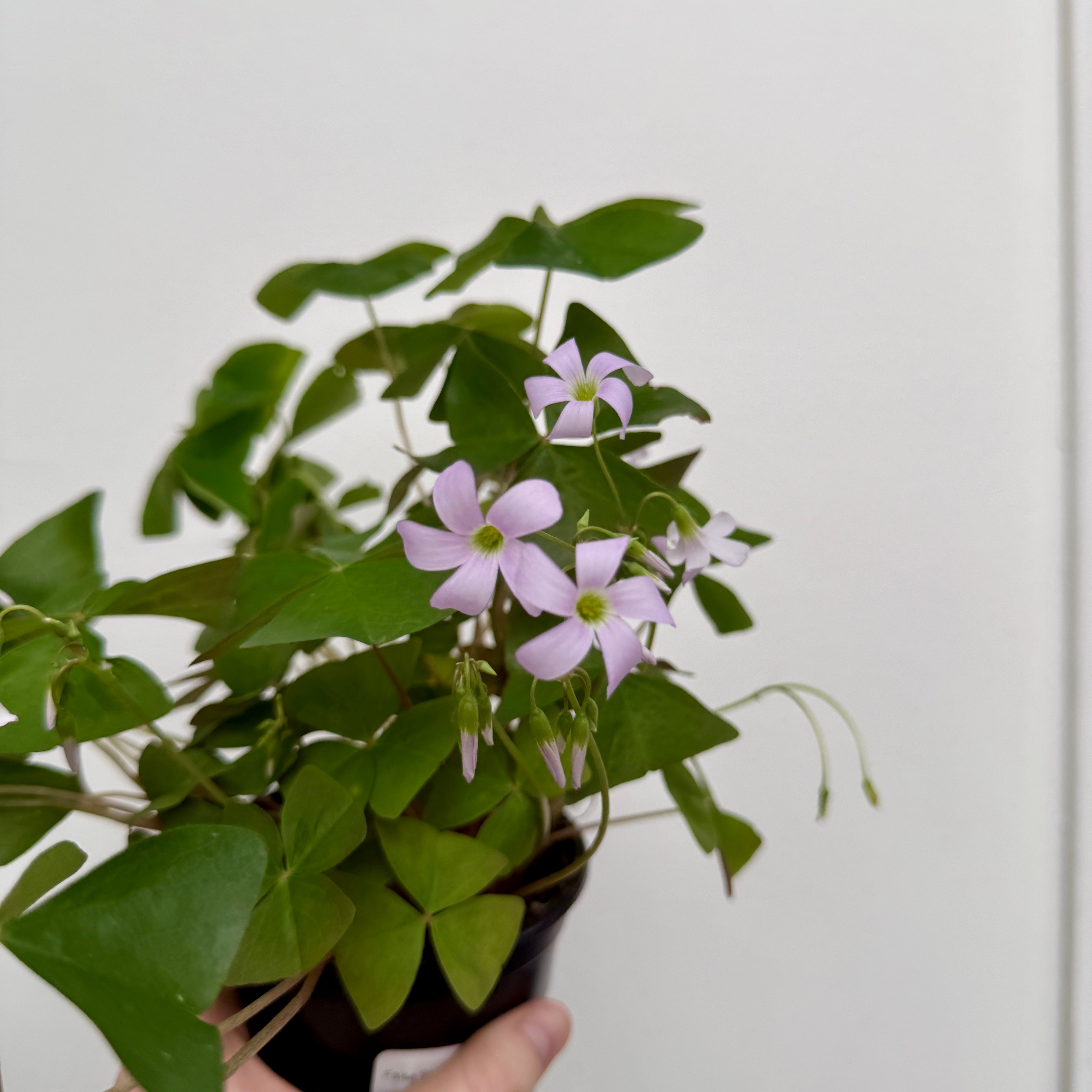 False Shamrock (Oxalis triangularis 'Green') - 4" Pot