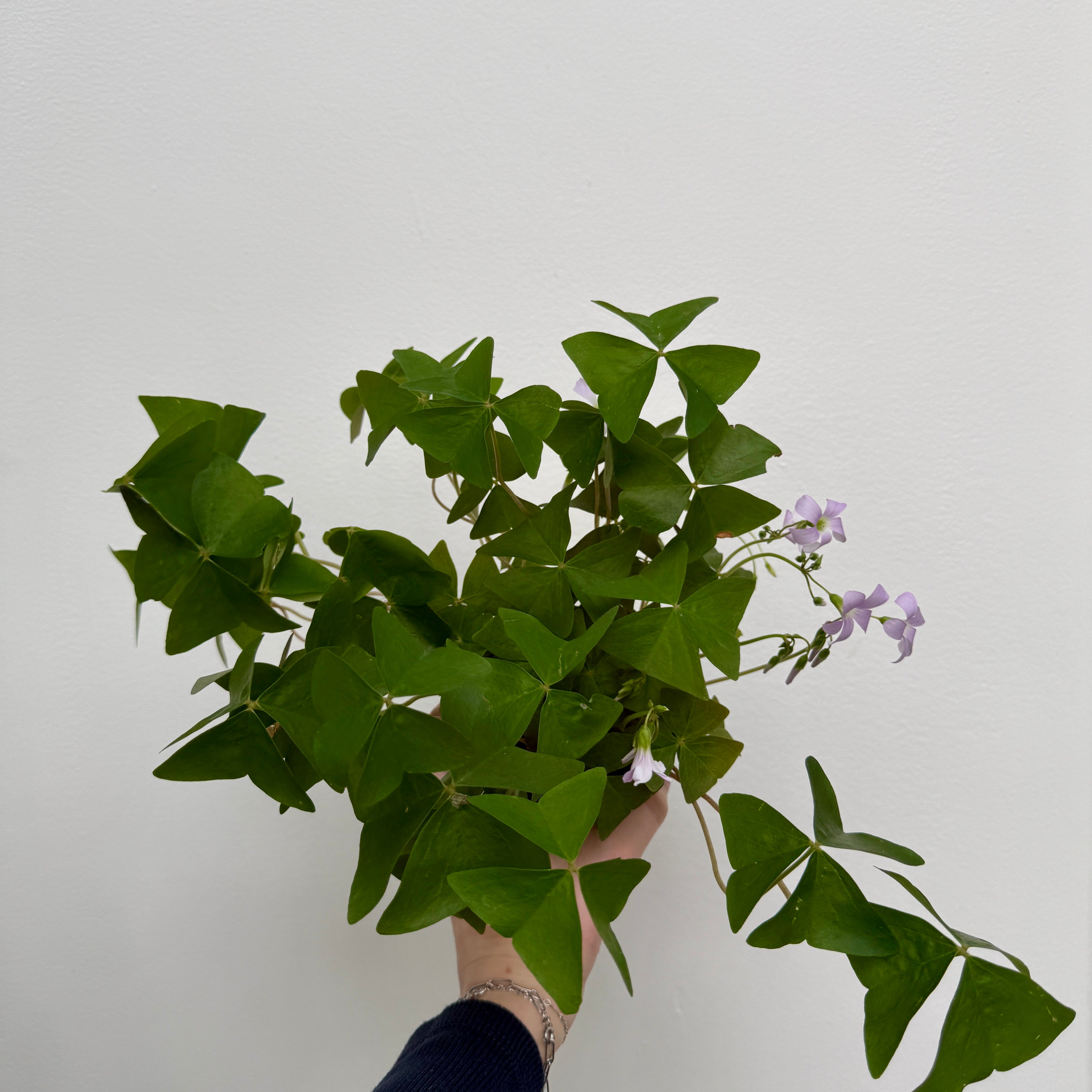 False Shamrock (Oxalis triangularis 'Green') - 4" Pot