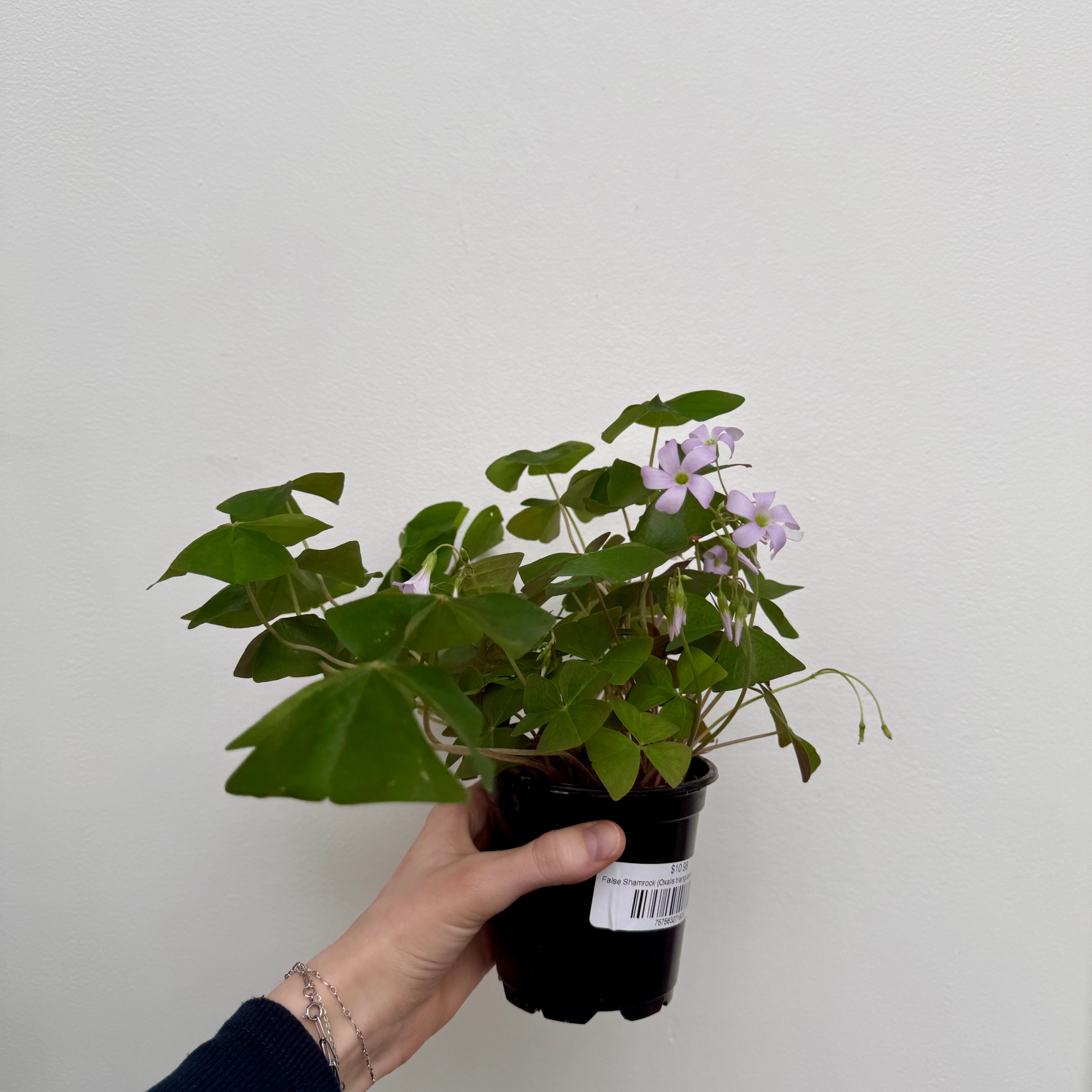 False Shamrock (Oxalis triangularis 'Green') - 4" Pot