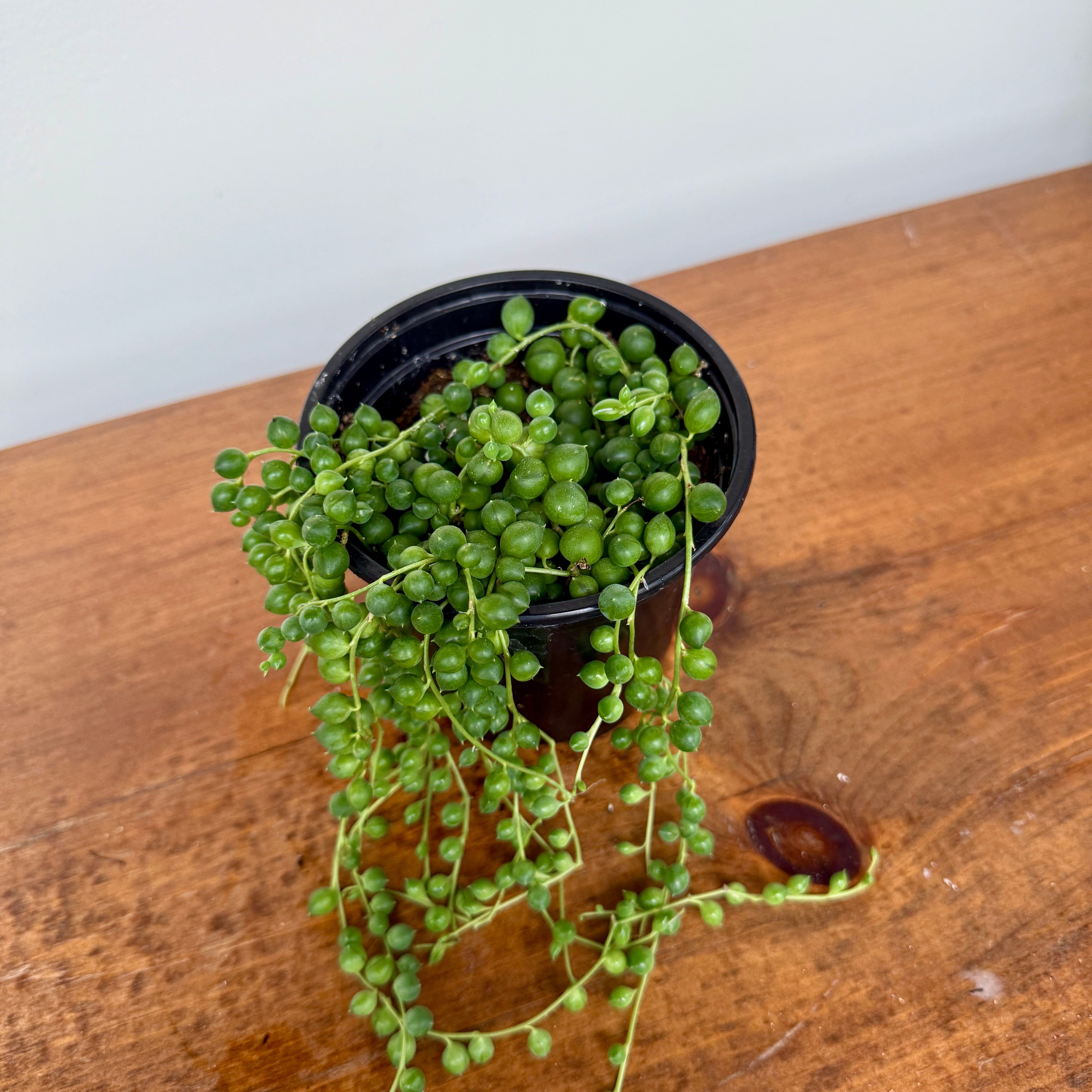String of Pearls (Senecio rowleyanus) - 4.5" Pot